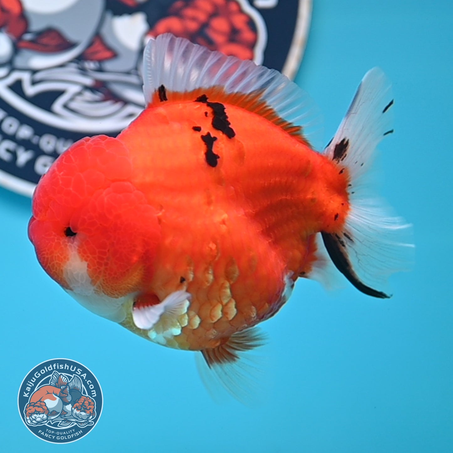 Tricolor Sakura YuanBao Oranda 3.7 inches Body (250516_OR08)