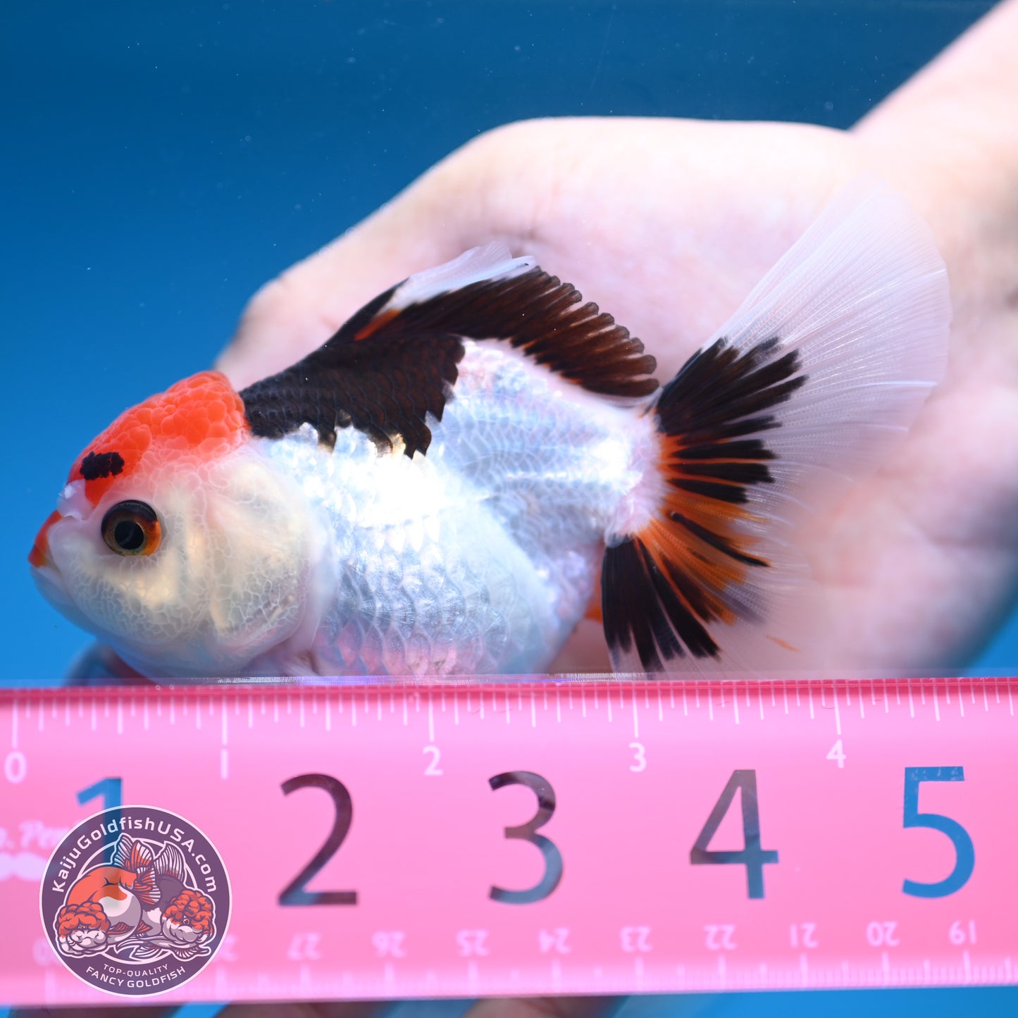 Tricolor Oranda 3 inches Body (250606_OR08)