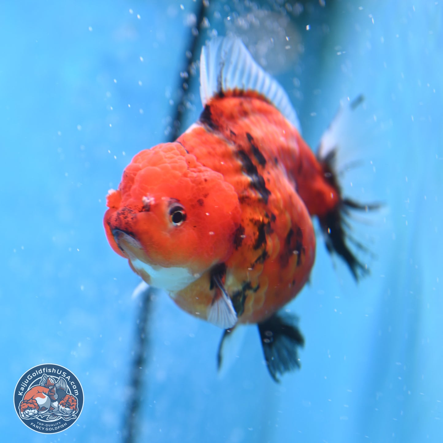 Shogun Tiger Oranda 3.75 inches Body - Female (250207_OR08)