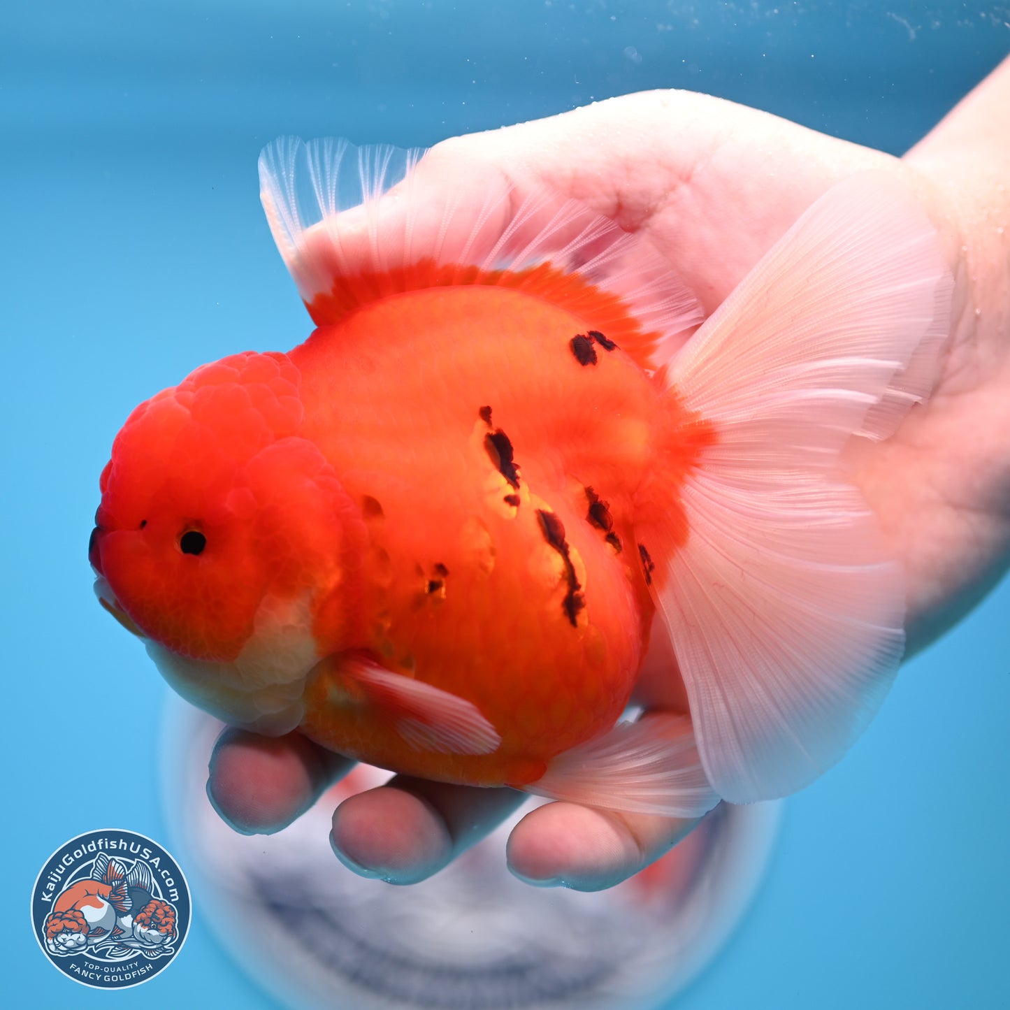 Tiger Rose Tail Oranda 3.5 inches Body - Female (250221_OR08)