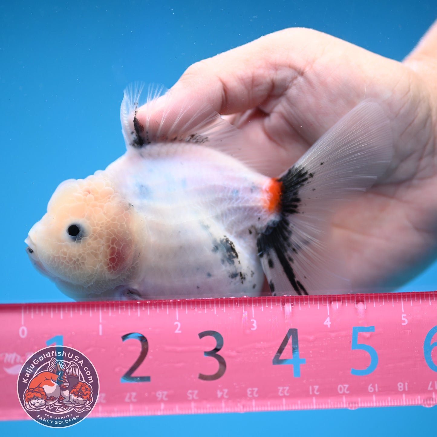 Jade Head Calico Oranda 3.5 inch Body (250822_OR08)
