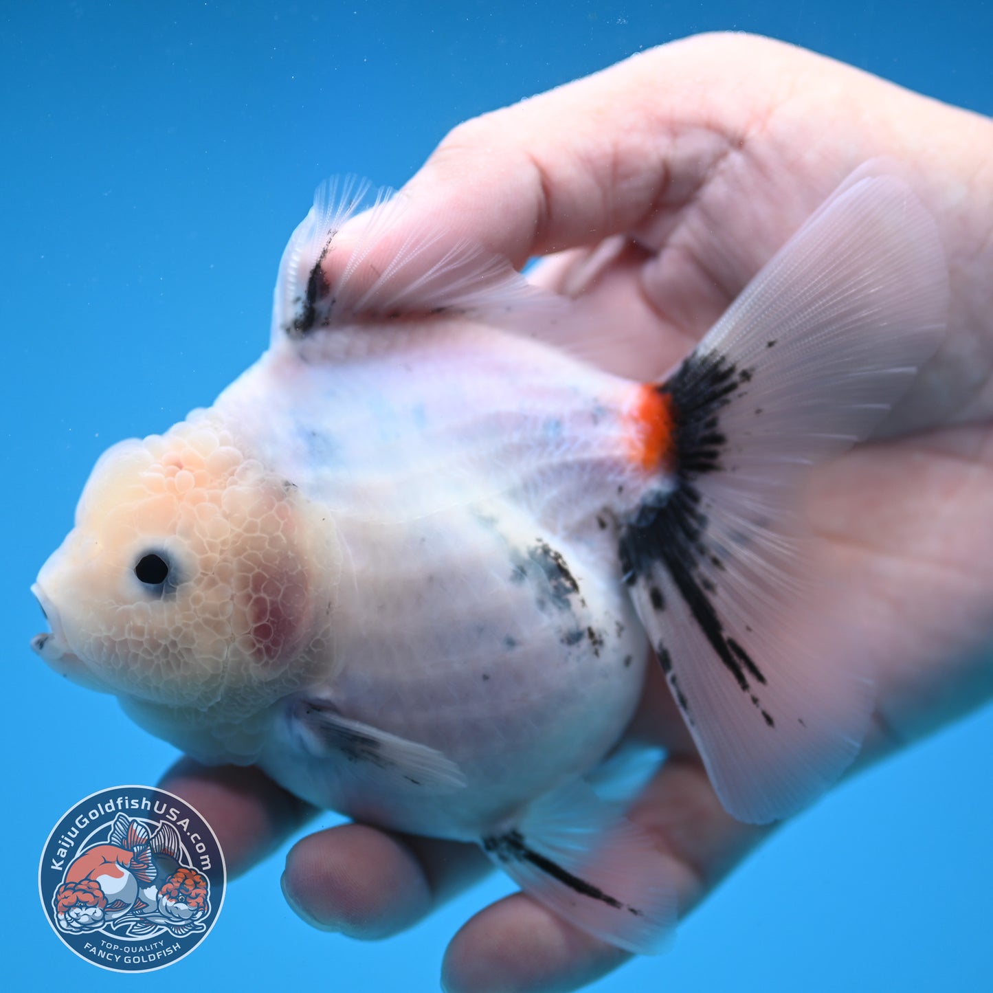 Jade Head Calico Oranda 3.5 inch Body (250822_OR08)