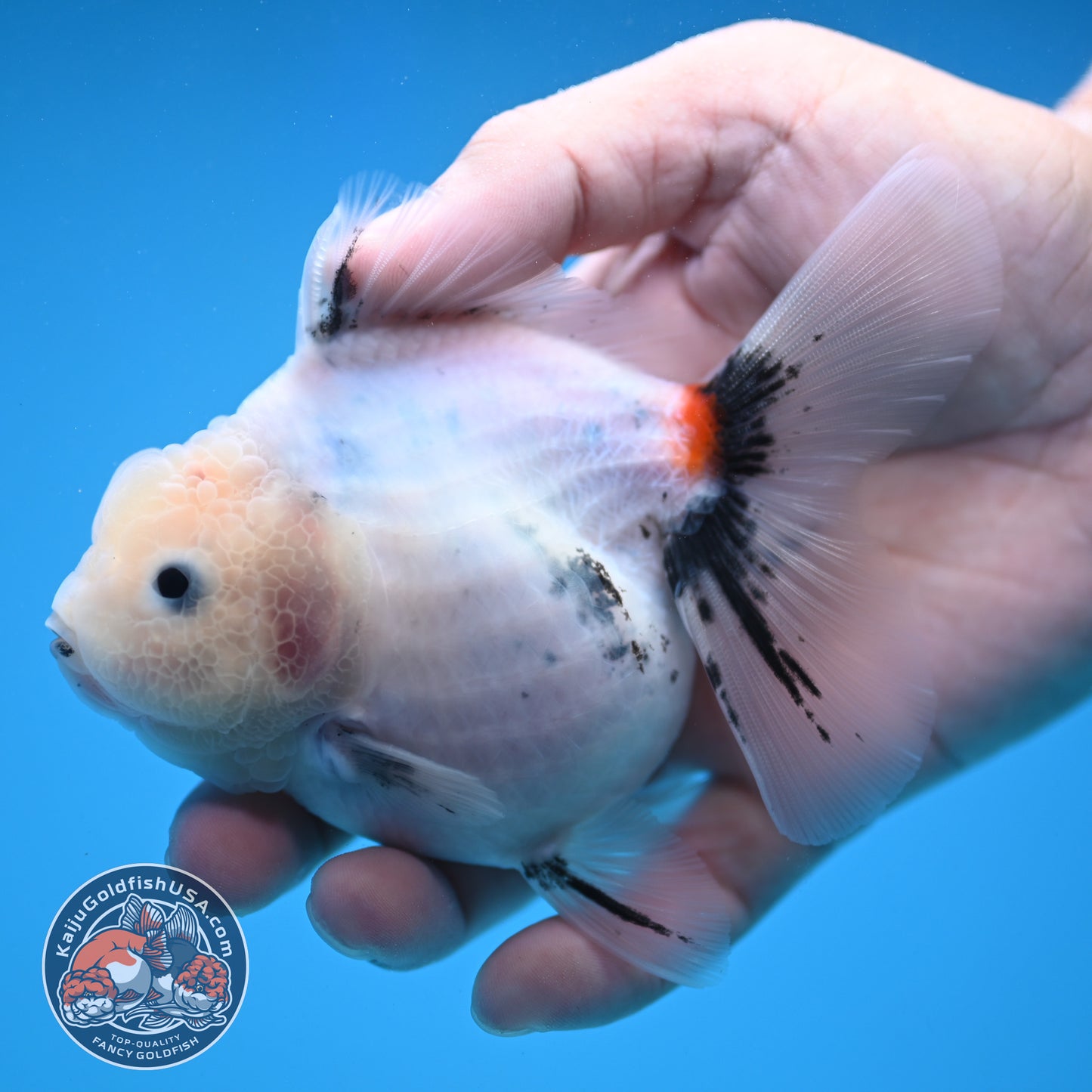 Jade Head Calico Oranda 3.5 inch Body (250822_OR08)