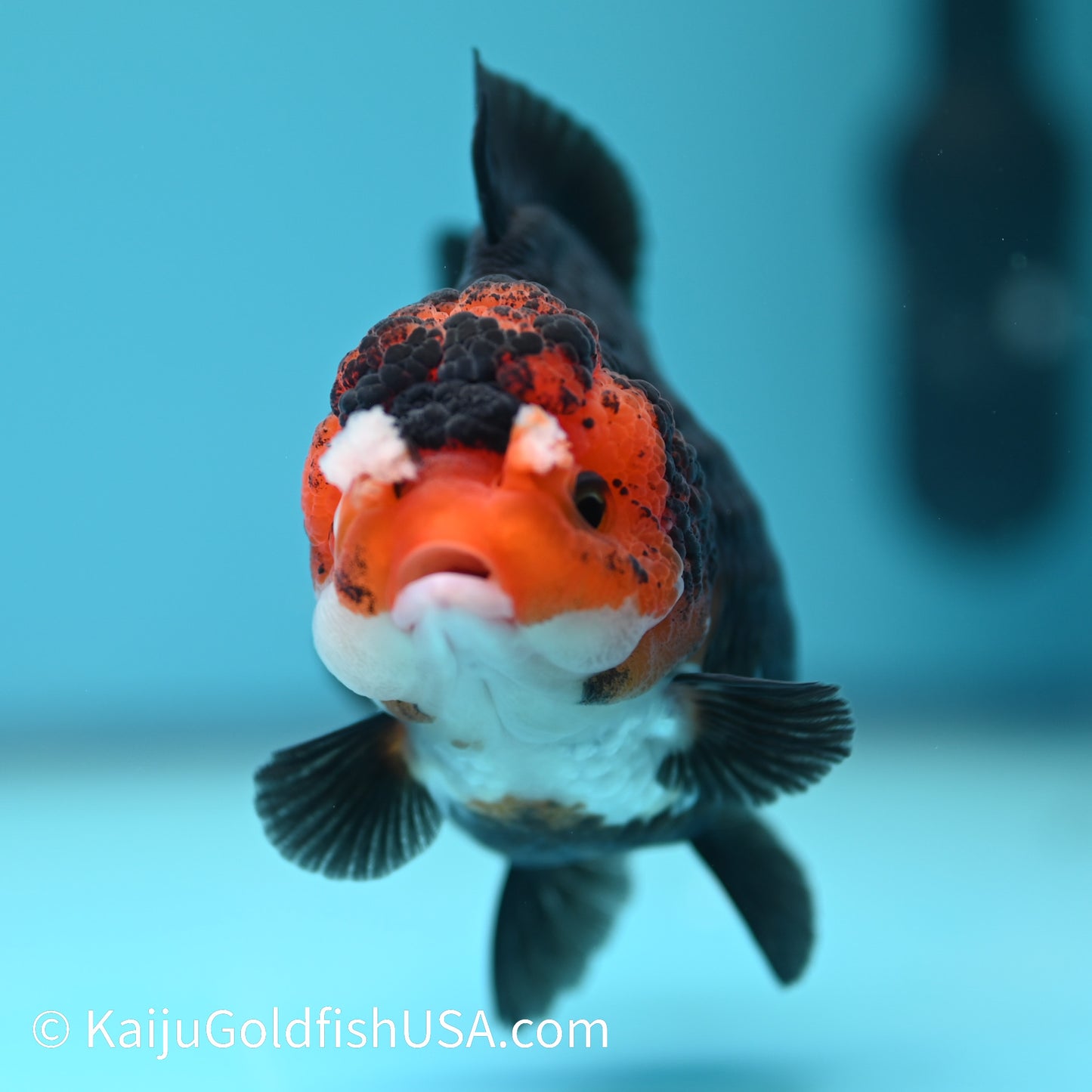 Black Body Red Head YuanBao Oranda 4.5 inches (240510_OR08) - Kaiju Goldfish USA