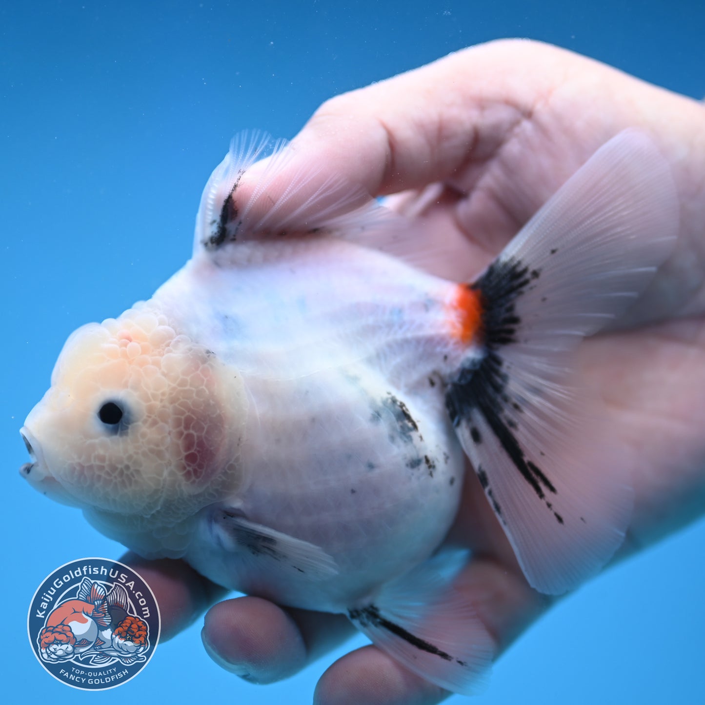 Jade Head Calico Oranda 3.5 inch Body (250822_OR08)