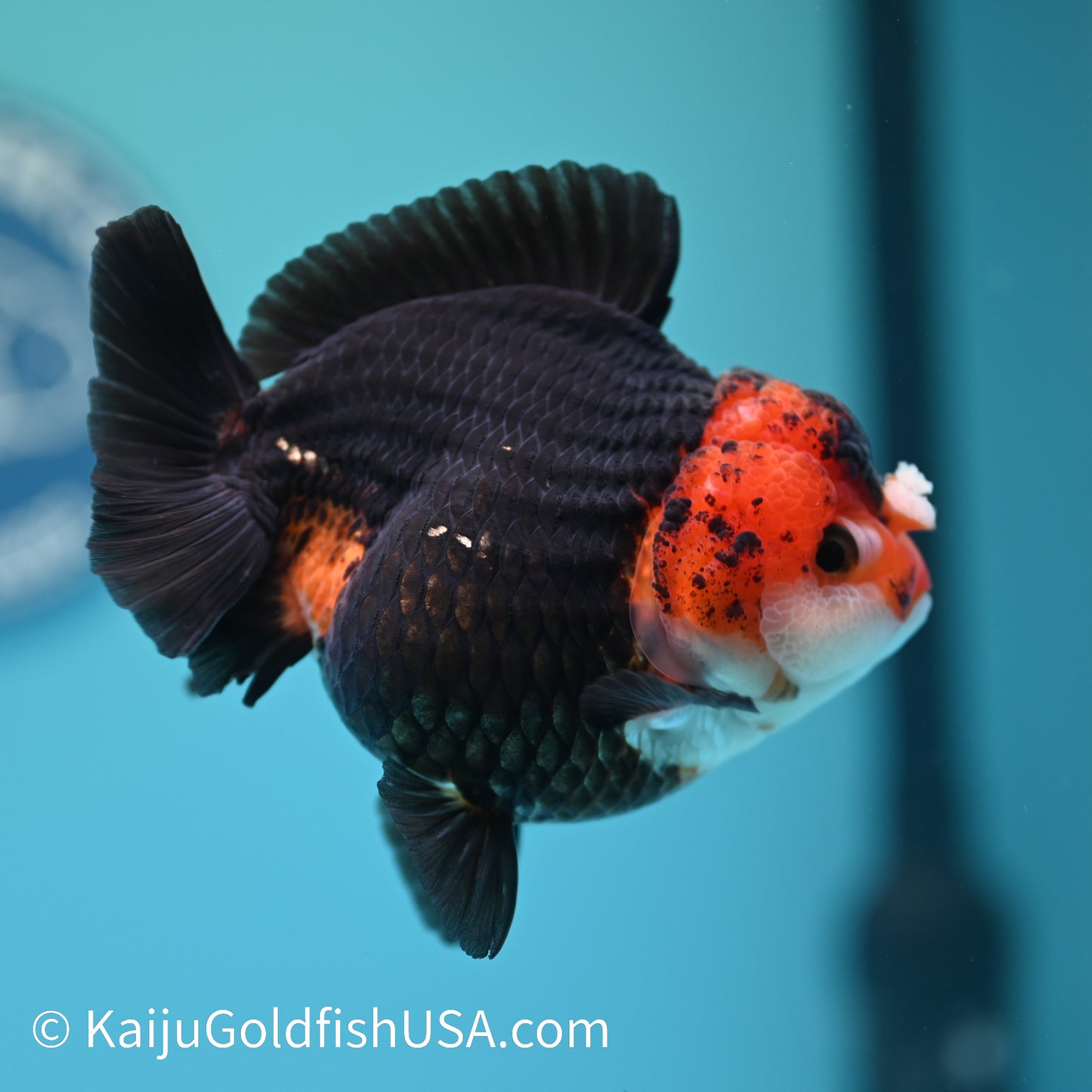 Black Body Red Head YuanBao Oranda 4.5 inches (240510_OR08) - Kaiju Goldfish USA