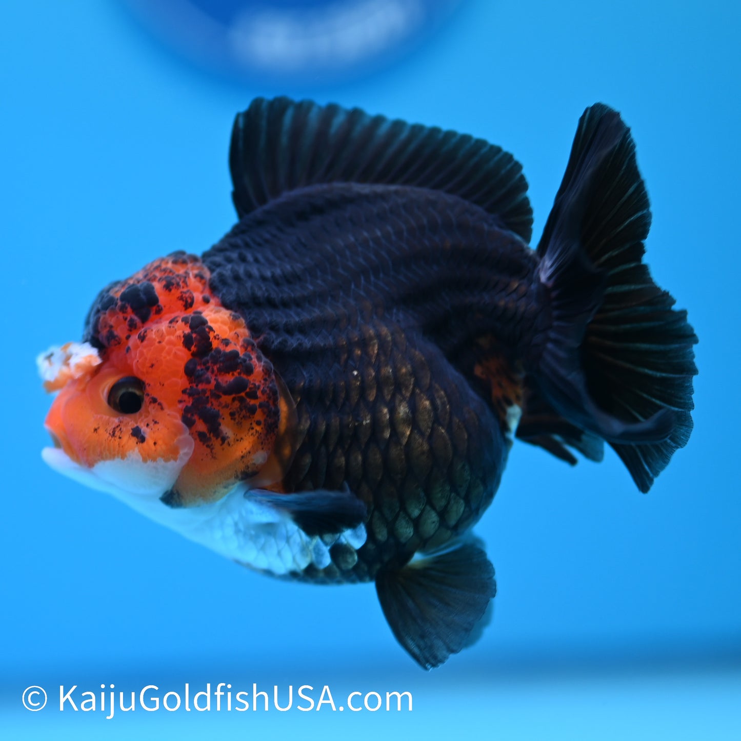 Black Body Red Head YuanBao Oranda 4.5 inches (240510_OR08) - Kaiju Goldfish USA