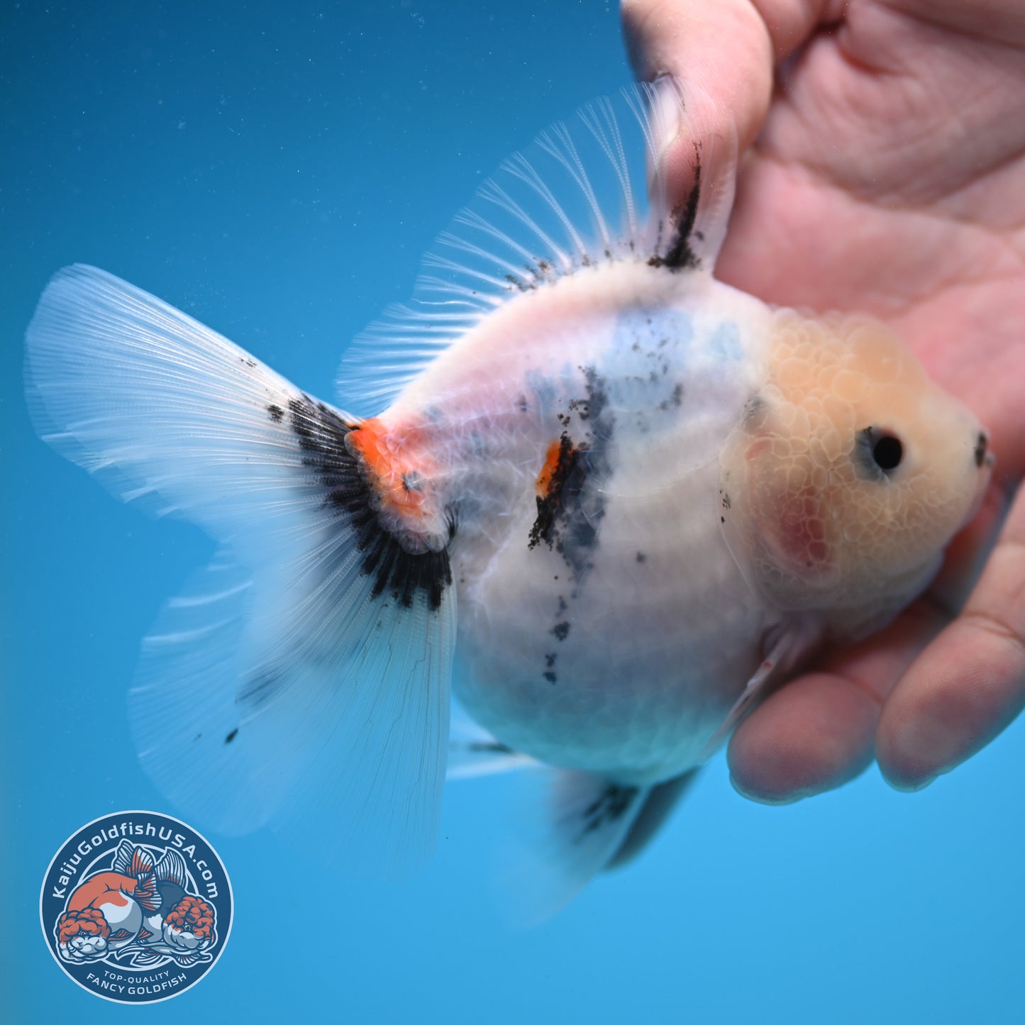 Jade Head Calico Oranda 3.5 inch Body (250822_OR08)