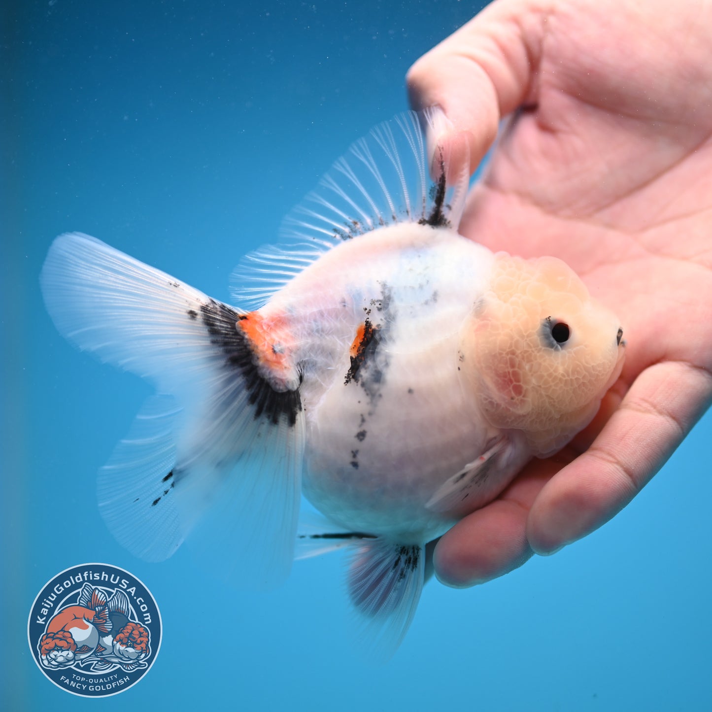 Jade Head Calico Oranda 3.5 inch Body (250822_OR08)