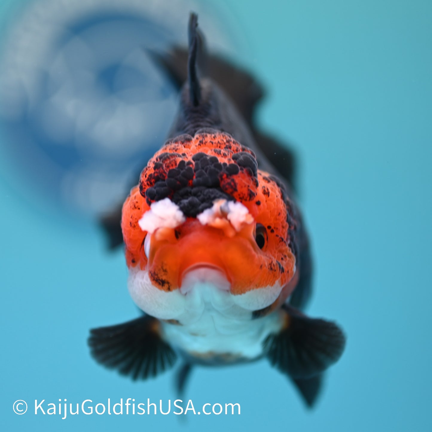 Black Body Red Head YuanBao Oranda 4.5 inches (240510_OR08) - Kaiju Goldfish USA