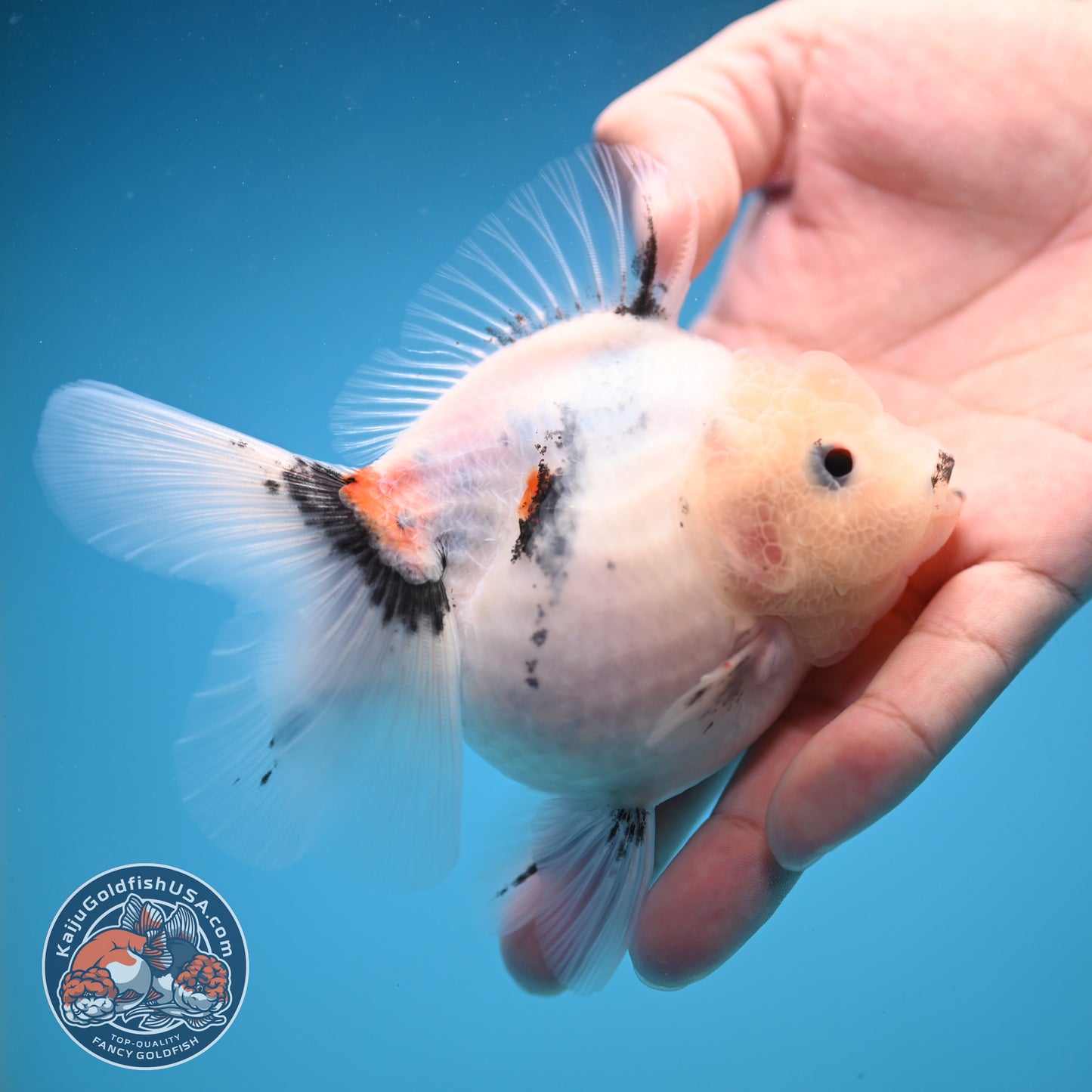 Jade Head Calico Oranda 3.5 inch Body (250822_OR08)