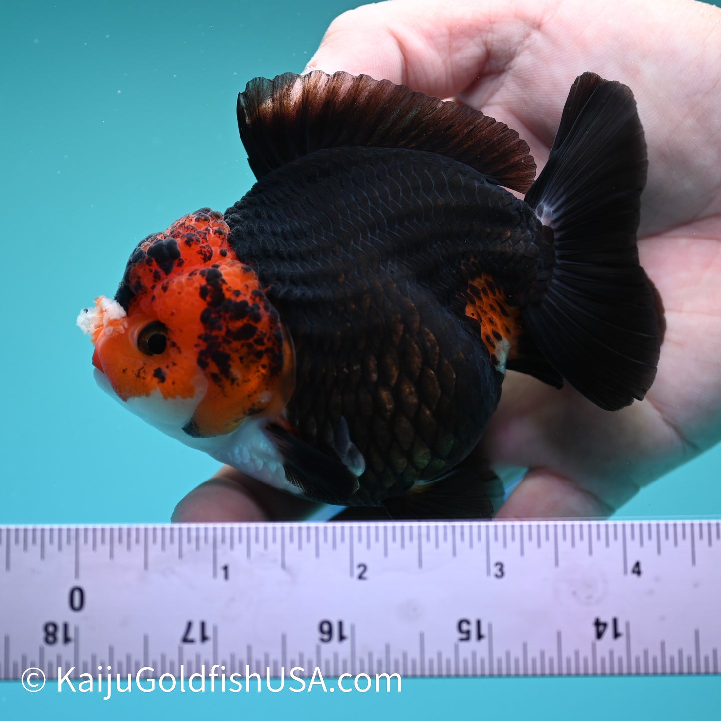 Black Body Red Head YuanBao Oranda 4.5 inches (240510_OR08) - Kaiju Goldfish USA