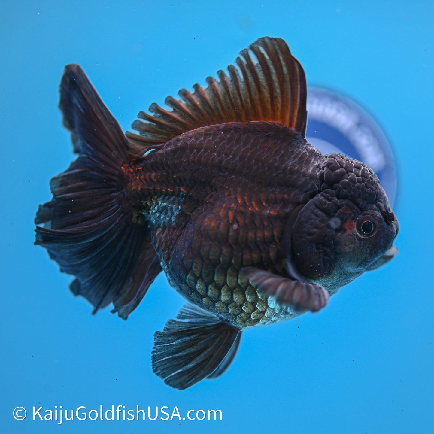 Black Rose Tail Oranda 4.5in Body (240621_OR08) - Kaiju Goldfish USA