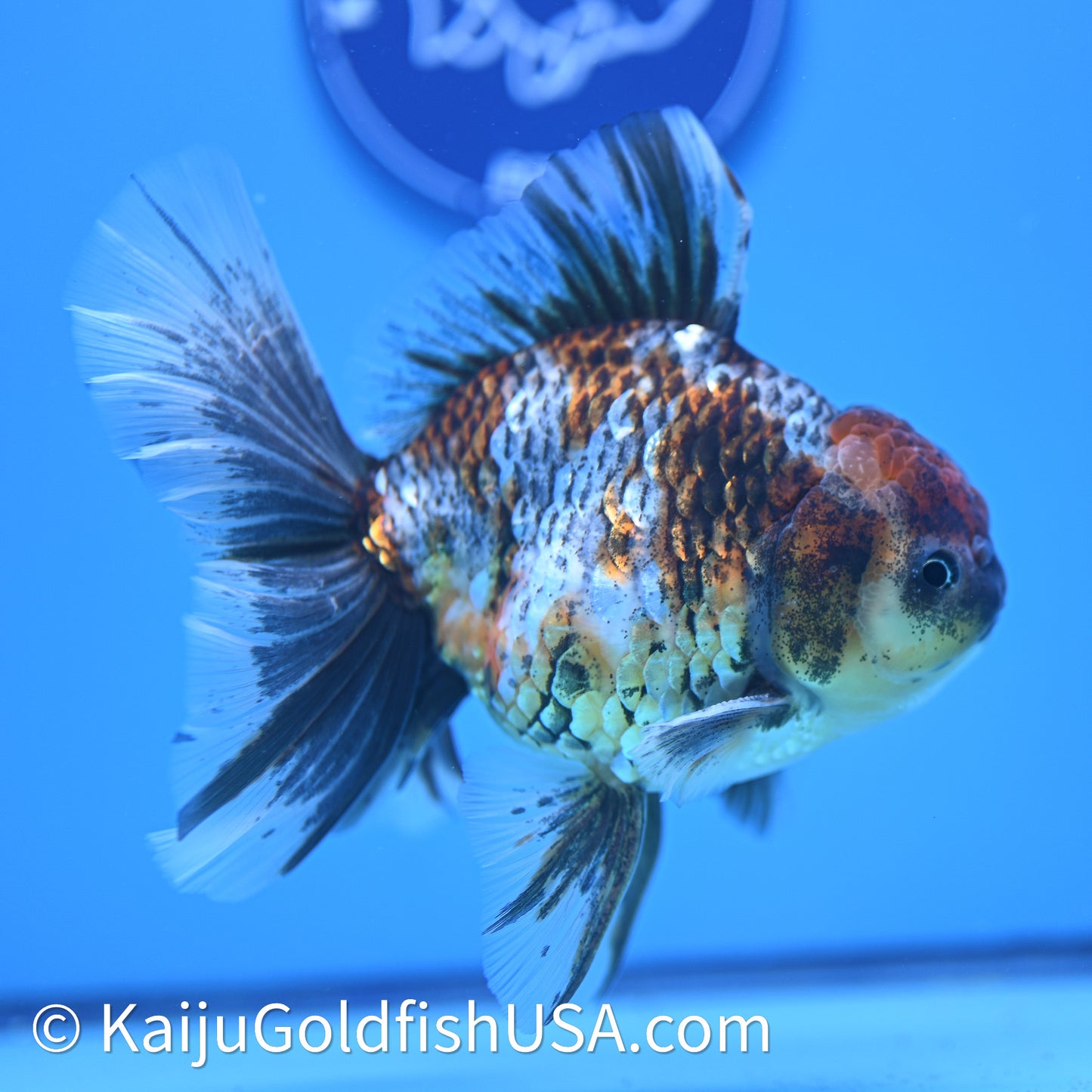 Kirin Rose Tail Oranda 4in Body (240628_OR08) - Kaiju Goldfish USA