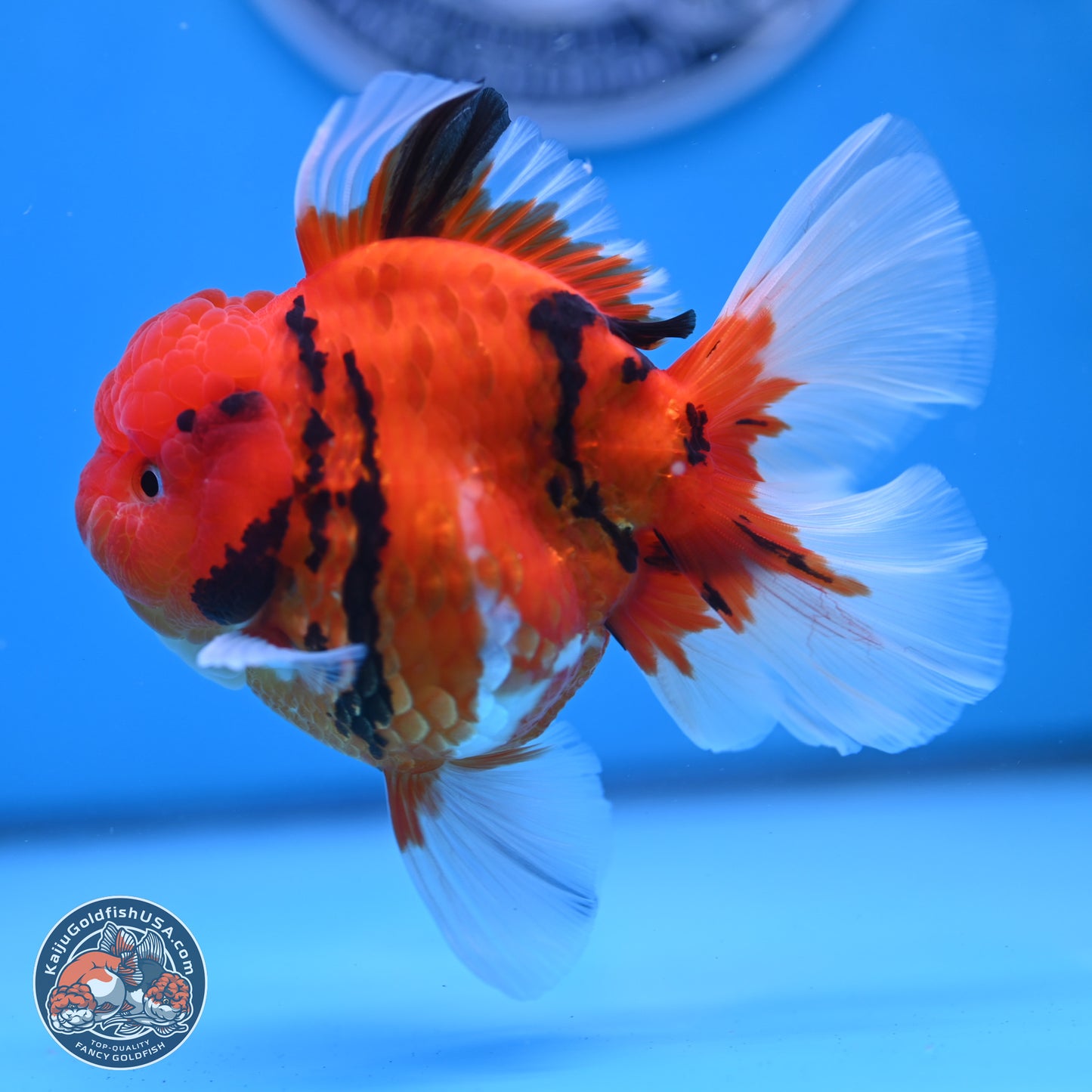 Tiger Rose Tail Oranda 3.5 inches Body - Male (250307_OR08)