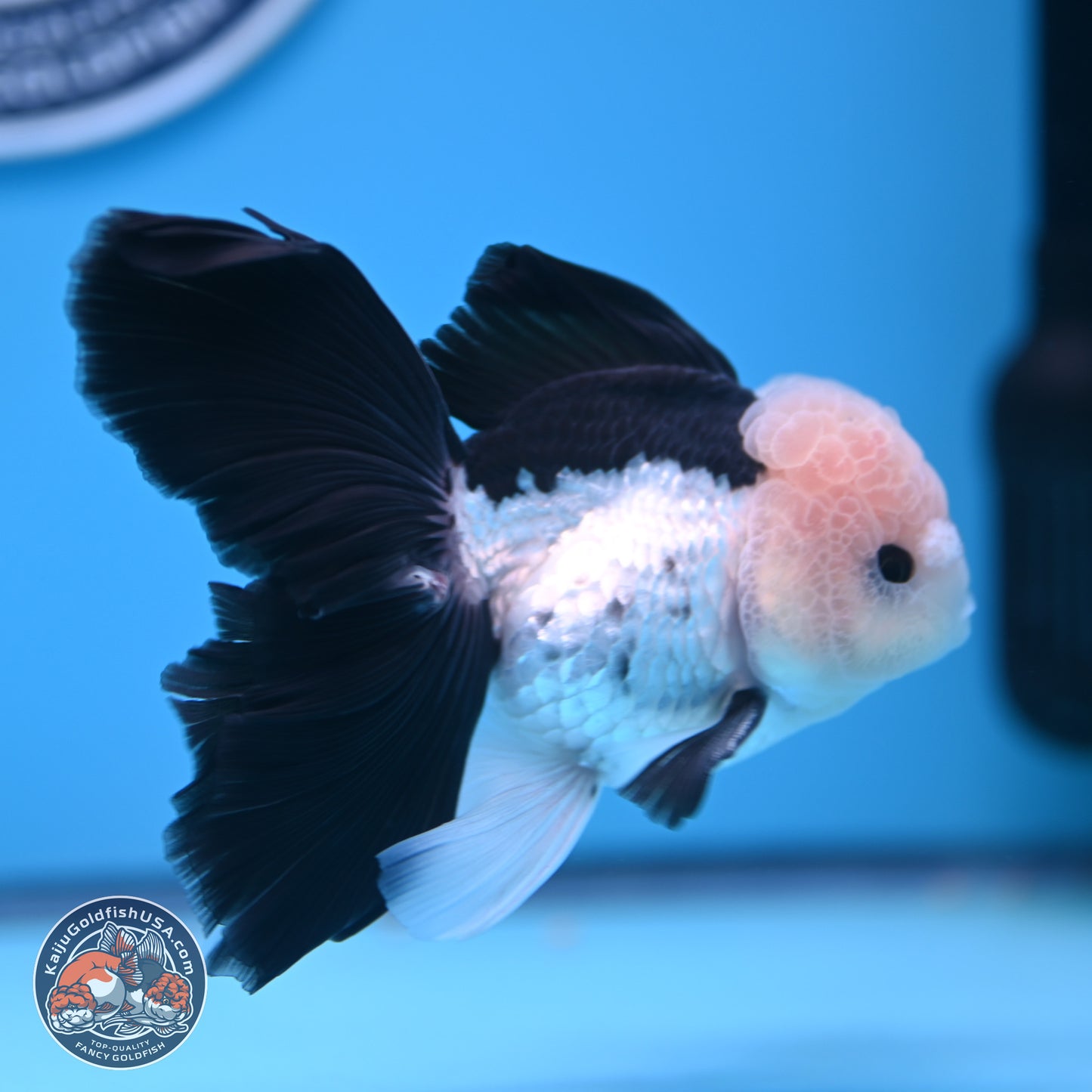 Panda Butterfly Tail Oranda 5.5 inches (241018_OR08) - Kaiju Goldfish USA