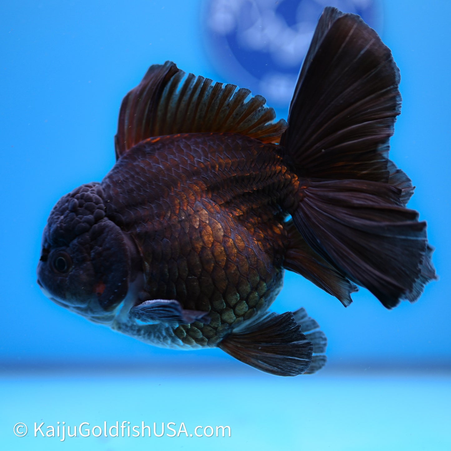 Black Rose Tail Oranda 4.5in Body (240621_OR08) - Kaiju Goldfish USA