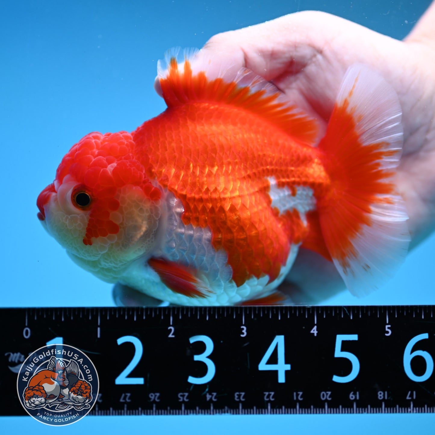 Red White Oranda 4 inch Body (250919_OR08)