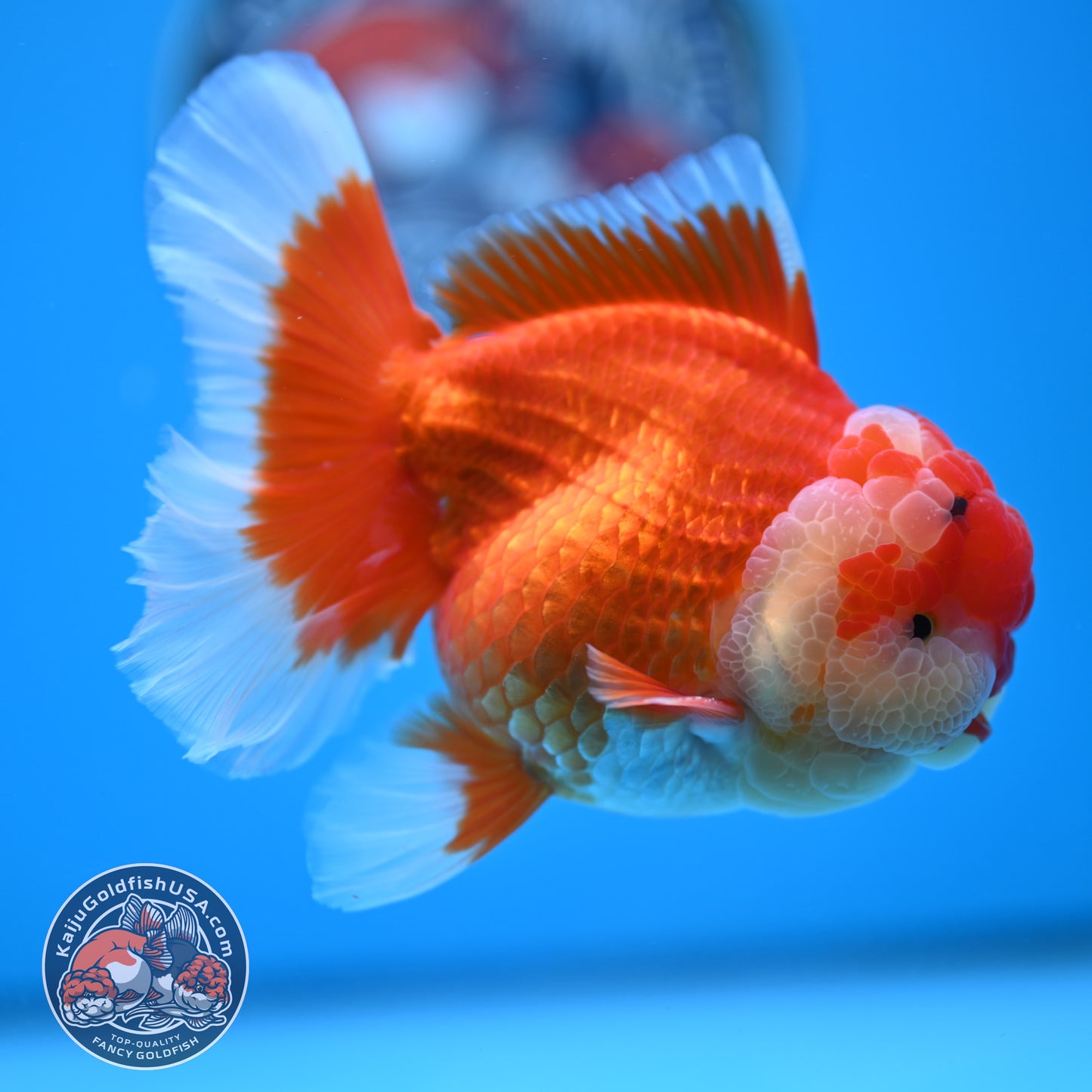 Red White Rose Tail Oranda 3.5 inches Body (250523_OR08)