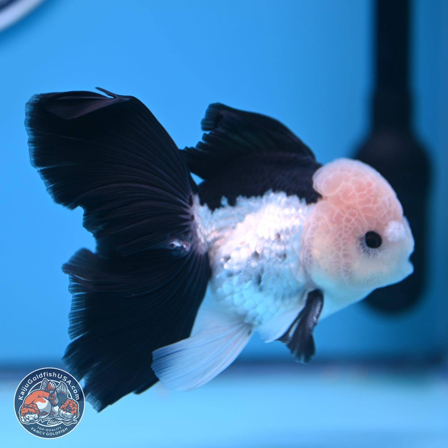Panda Butterfly Tail Oranda 5.5 inches (241018_OR08) - Kaiju Goldfish USA