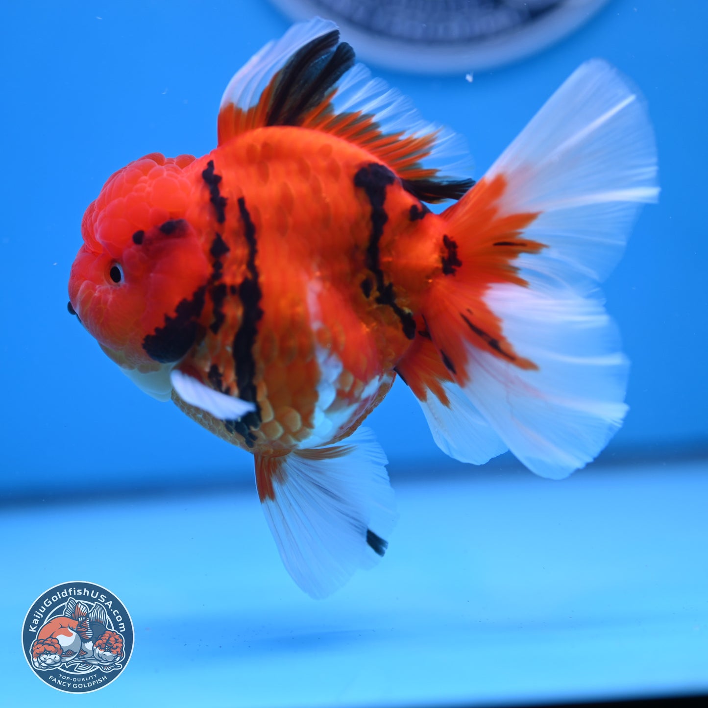 Tiger Rose Tail Oranda 3.5 inches Body - Male (250307_OR08)
