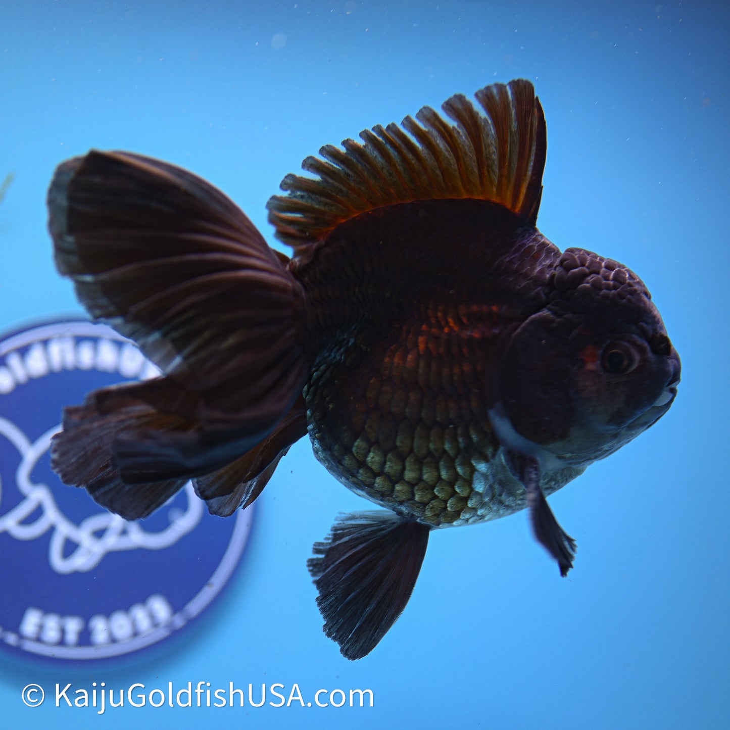 Black Rose Tail Oranda 4.5in Body (240621_OR08) - Kaiju Goldfish USA