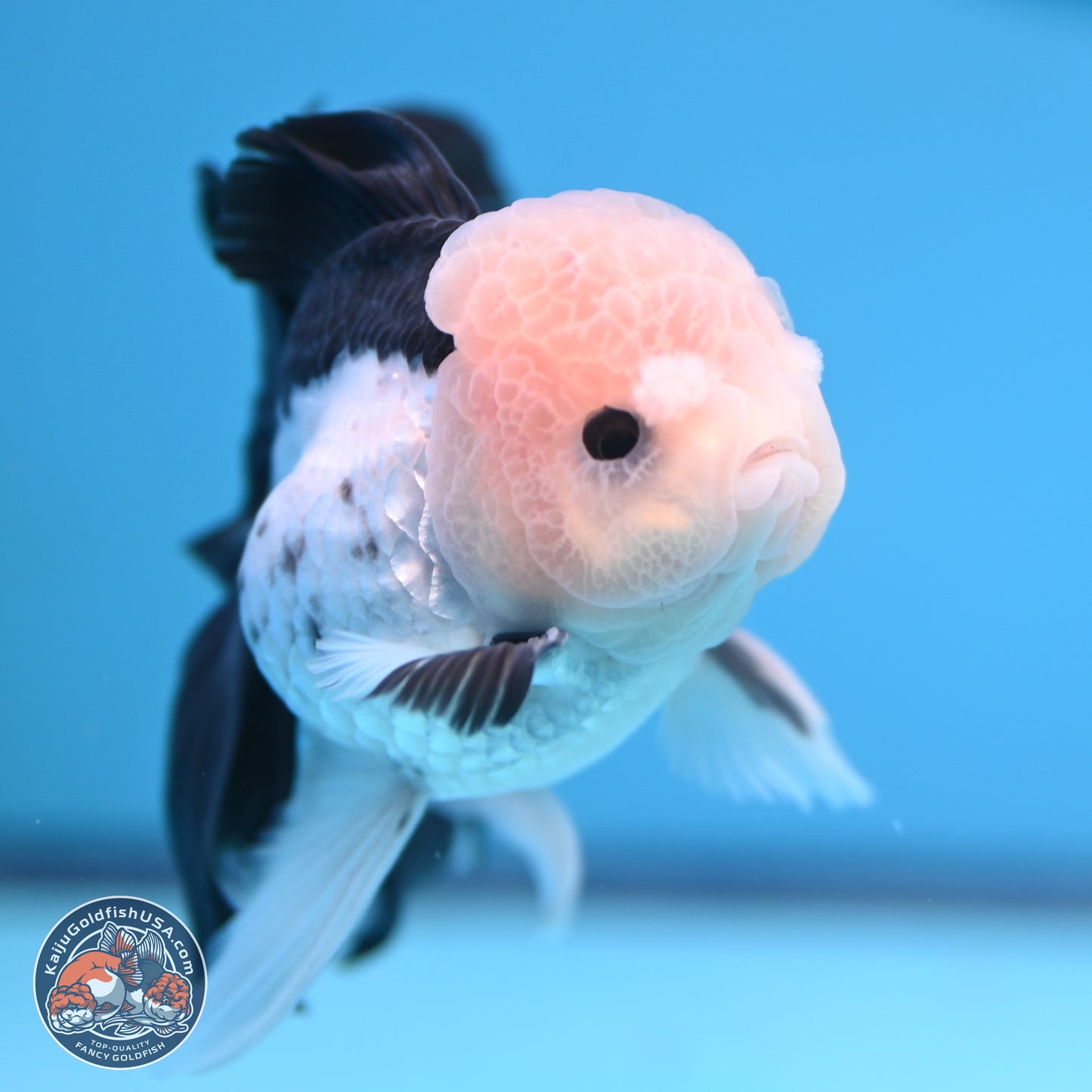 Panda Butterfly Tail Oranda 5.5 inches (241018_OR08) - Kaiju Goldfish USA