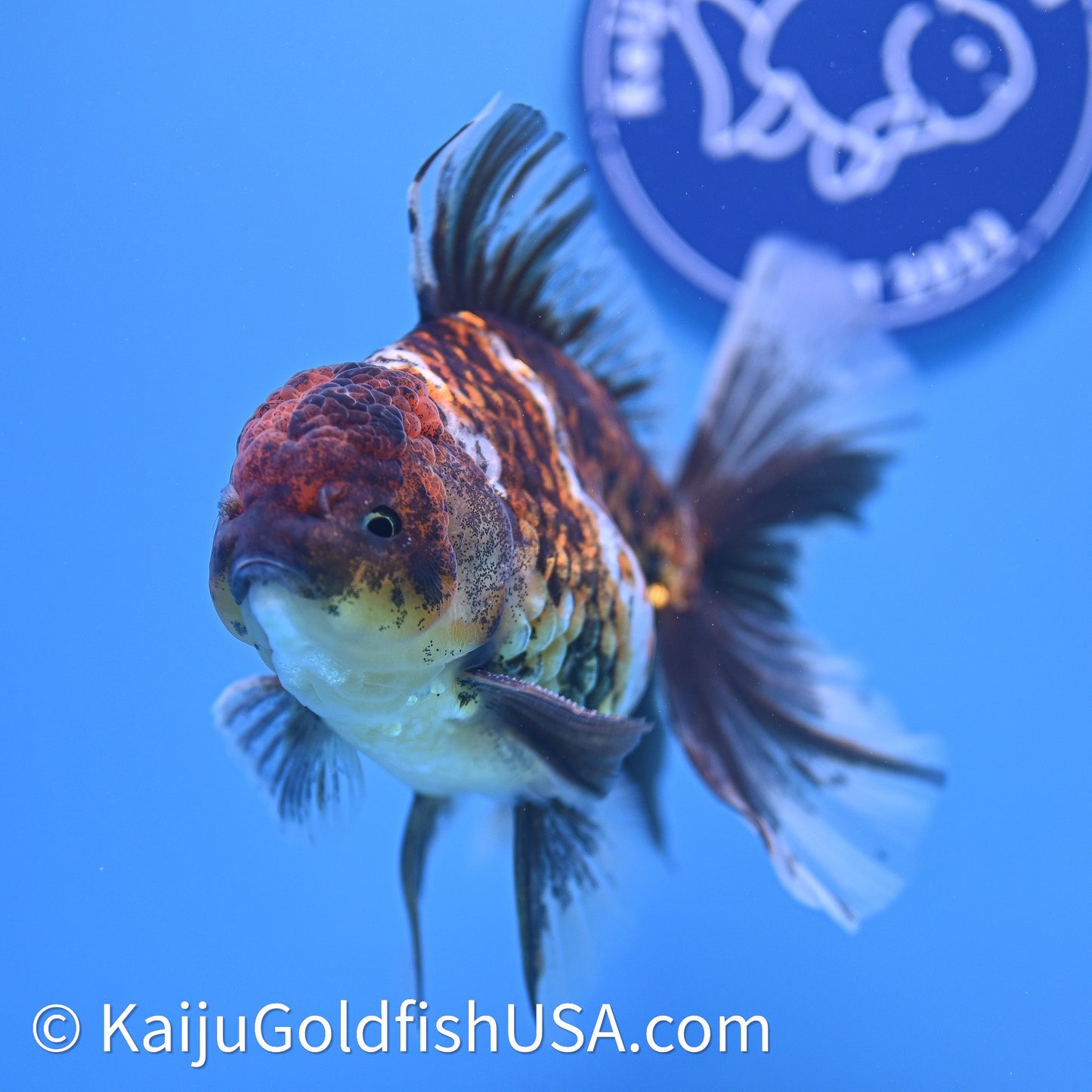 Kirin Rose Tail Oranda 4in Body (240628_OR08) - Kaiju Goldfish USA