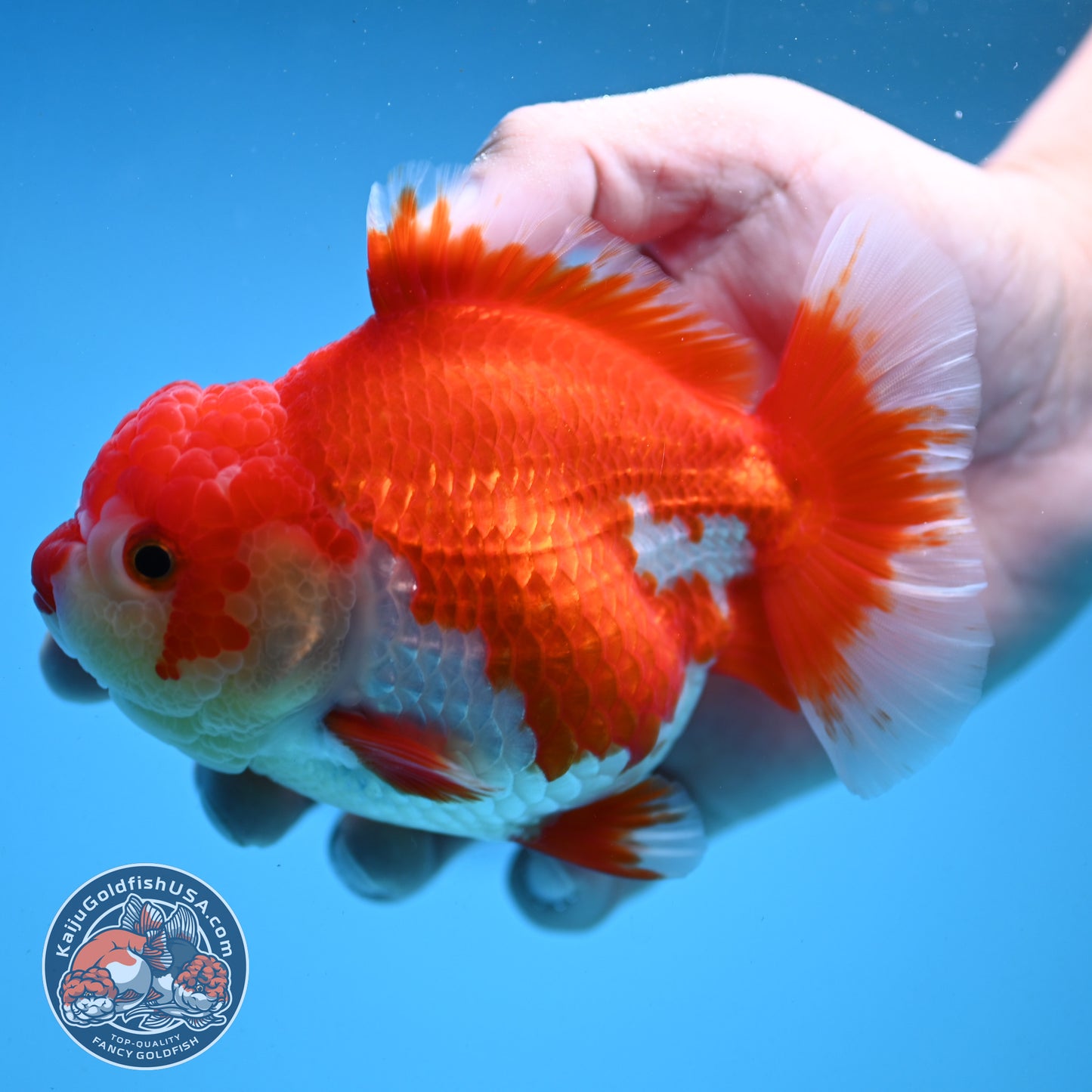 Red White Oranda 4 inch Body (250919_OR08)