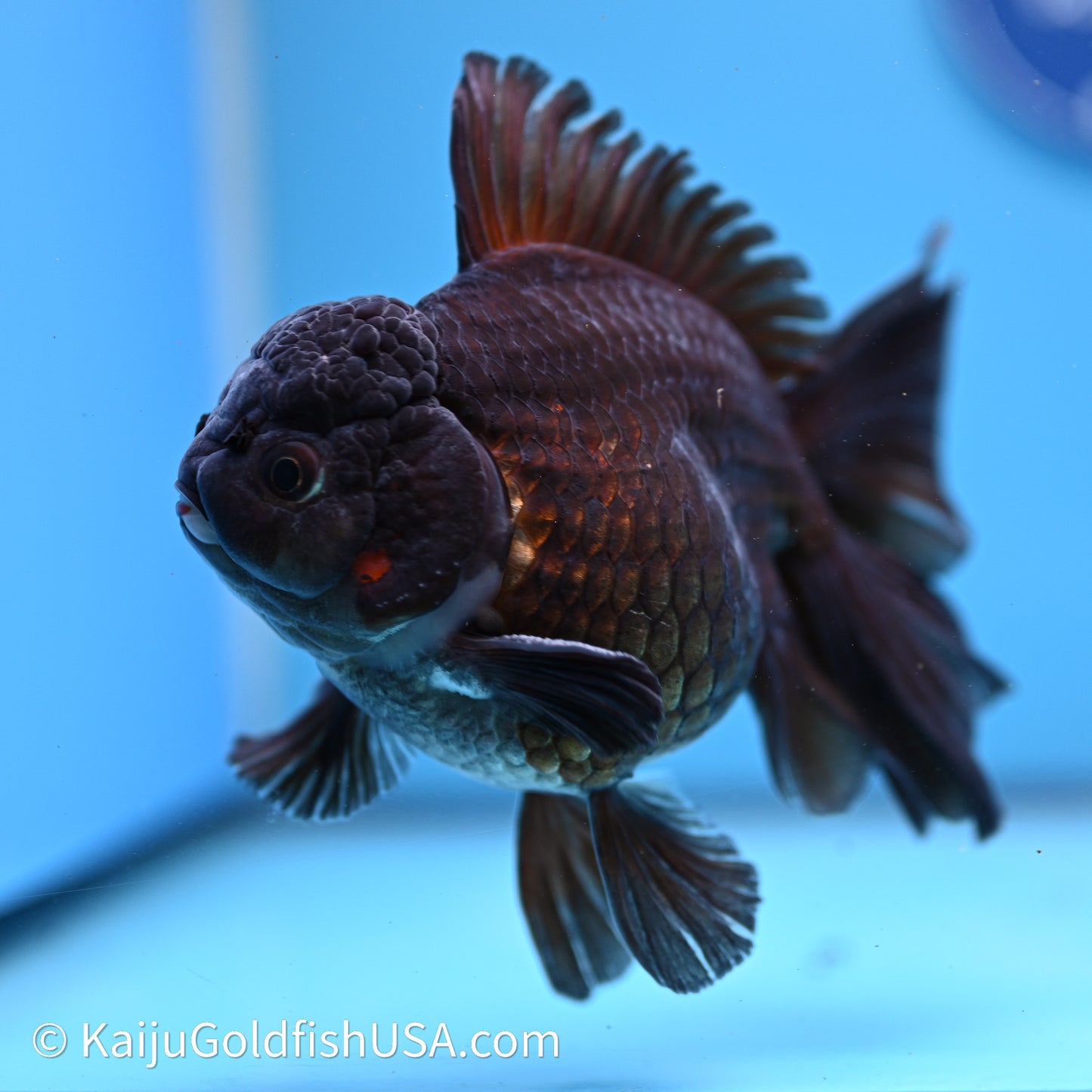 Black Rose Tail Oranda 4.5in Body (240621_OR08) - Kaiju Goldfish USA