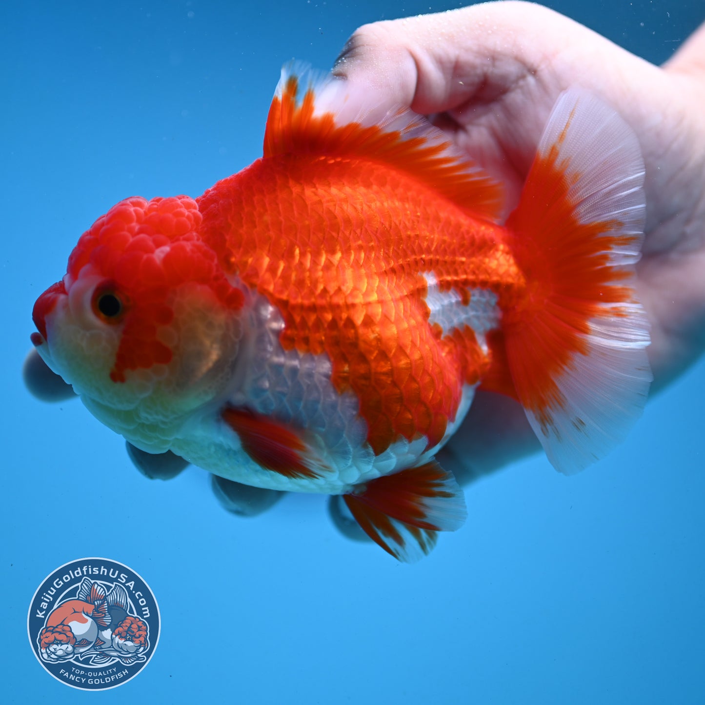 Red White Oranda 4 inch Body (250919_OR08)