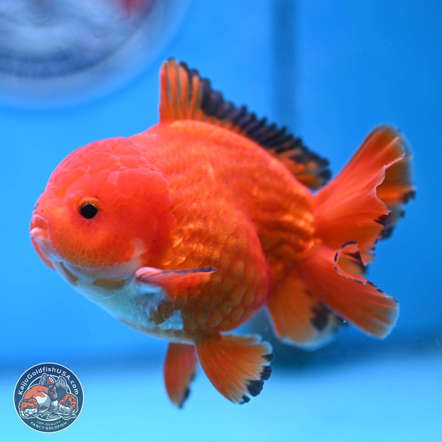 Apache YuanBao Oranda 3.5 inches Body - Male (250228_OR08)
