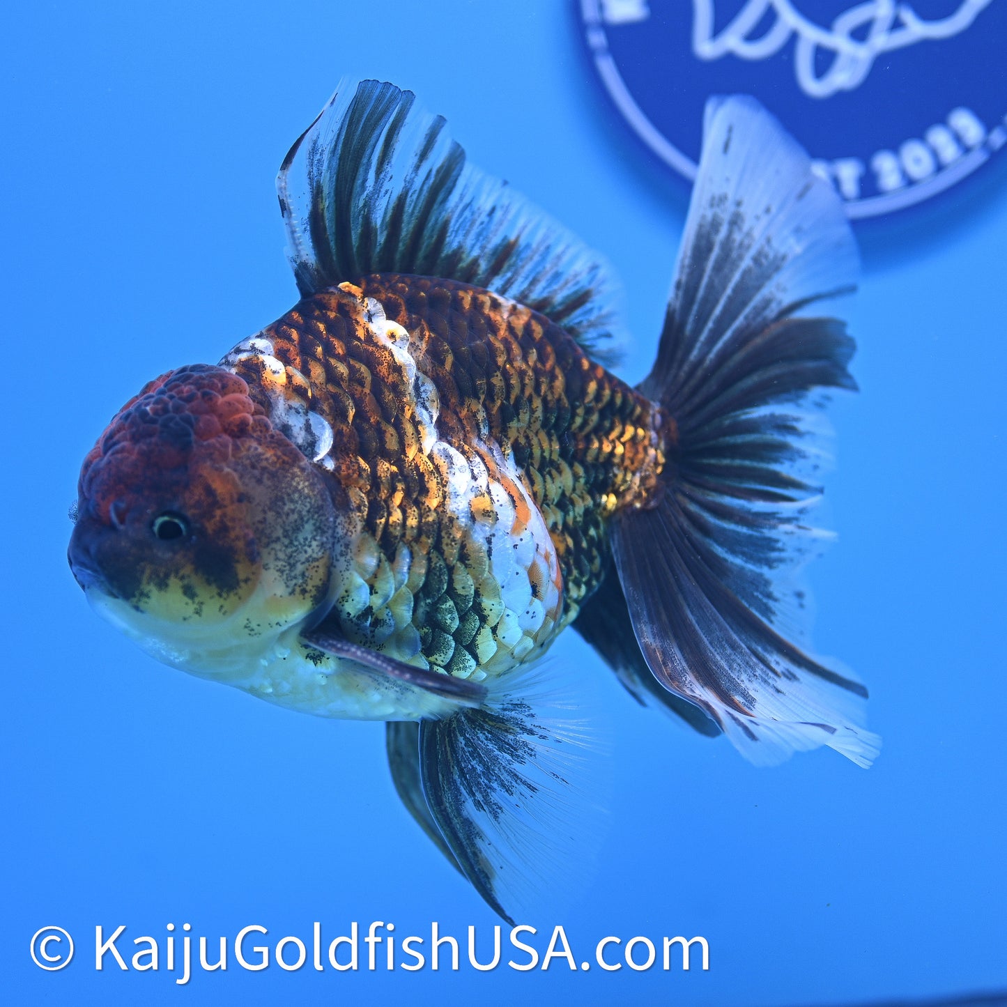 Kirin Rose Tail Oranda 4in Body (240628_OR08) - Kaiju Goldfish USA