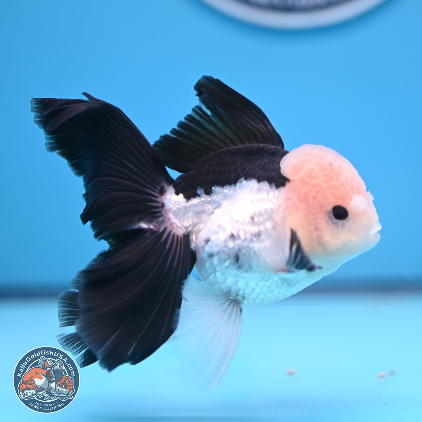 Panda Butterfly Tail Oranda 5.5 inches (241018_OR08) - Kaiju Goldfish USA