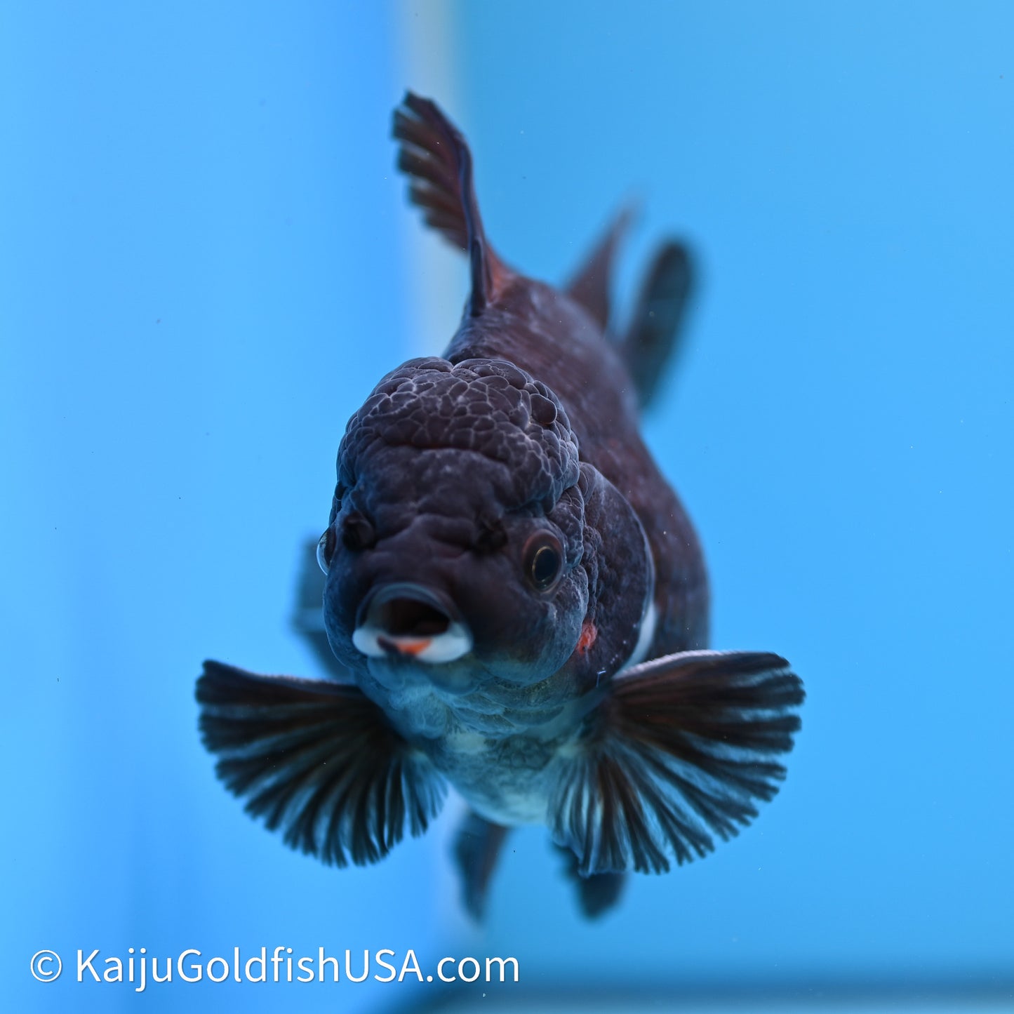 Black Rose Tail Oranda 4.5in Body (240621_OR08) - Kaiju Goldfish USA