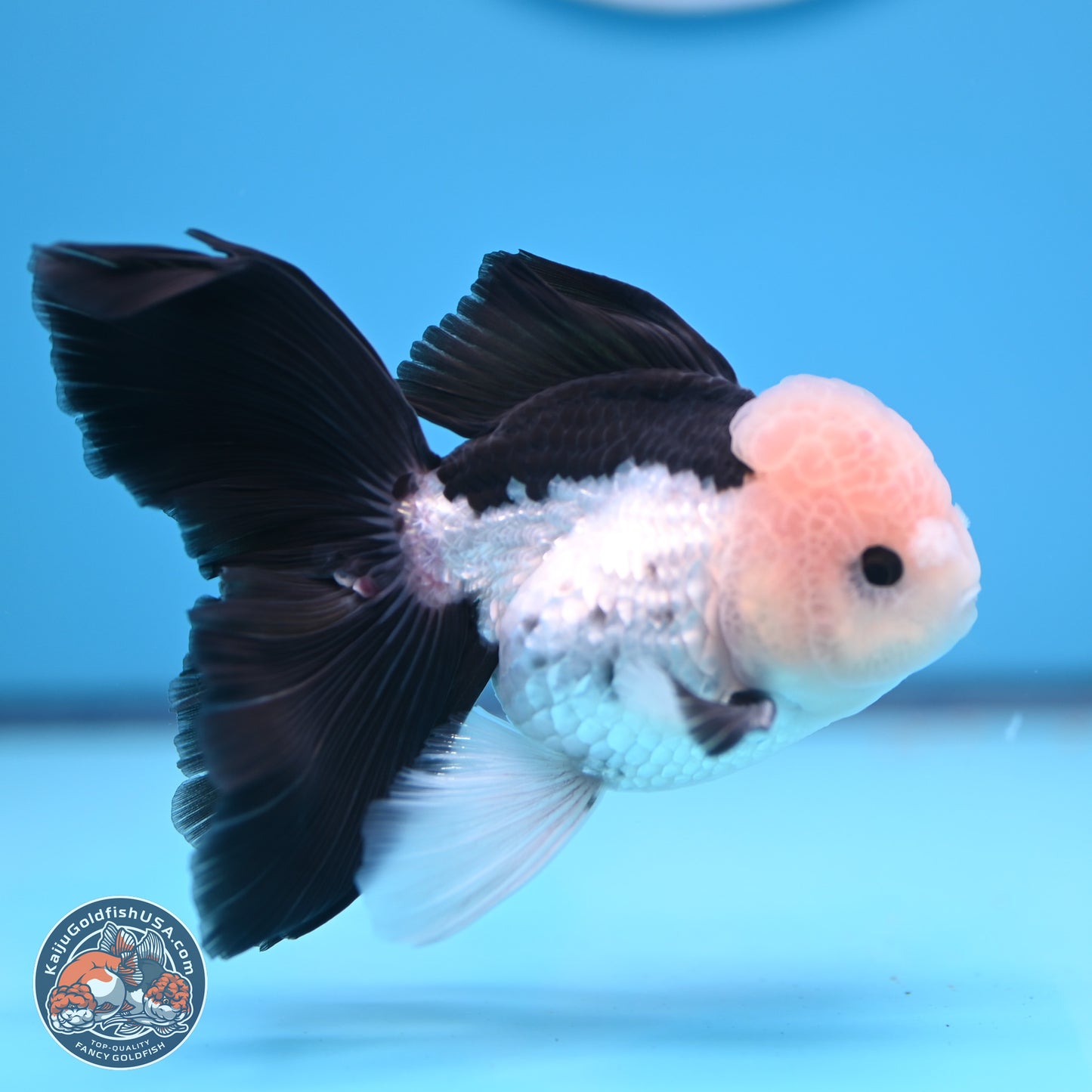 Panda Butterfly Tail Oranda 5.5 inches (241018_OR08) - Kaiju Goldfish USA
