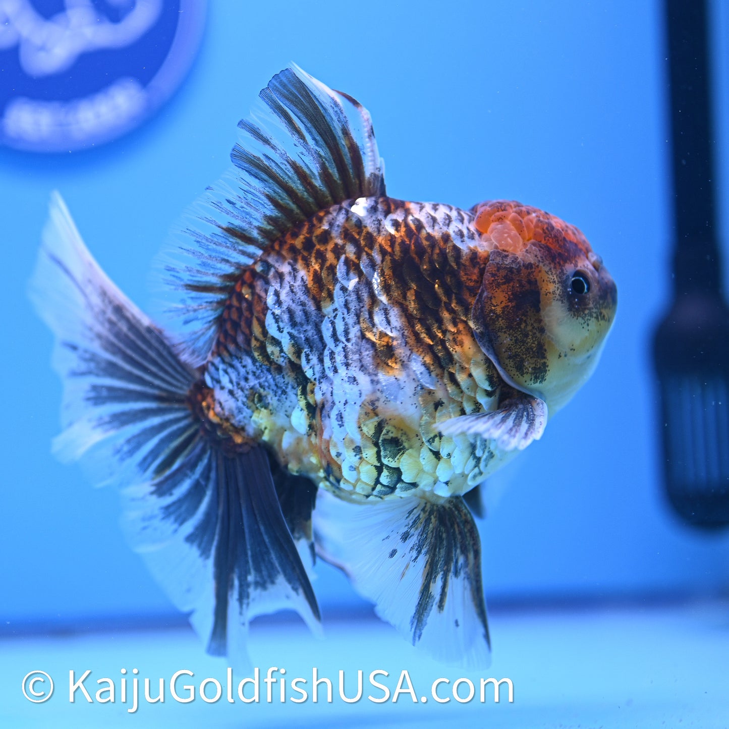 Kirin Rose Tail Oranda 4in Body (240628_OR08) - Kaiju Goldfish USA