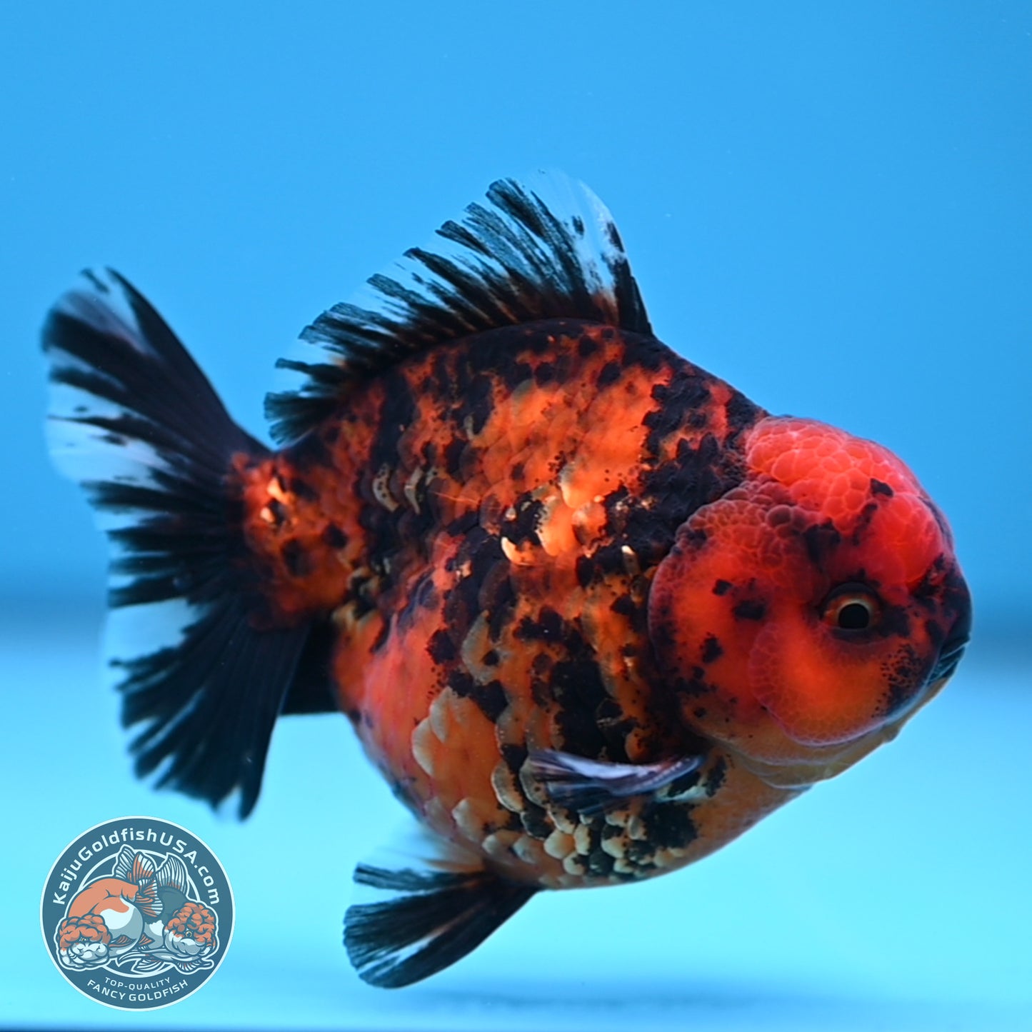 Shogun Tiger Oranda 3.5 inches Body (250530_OR08)