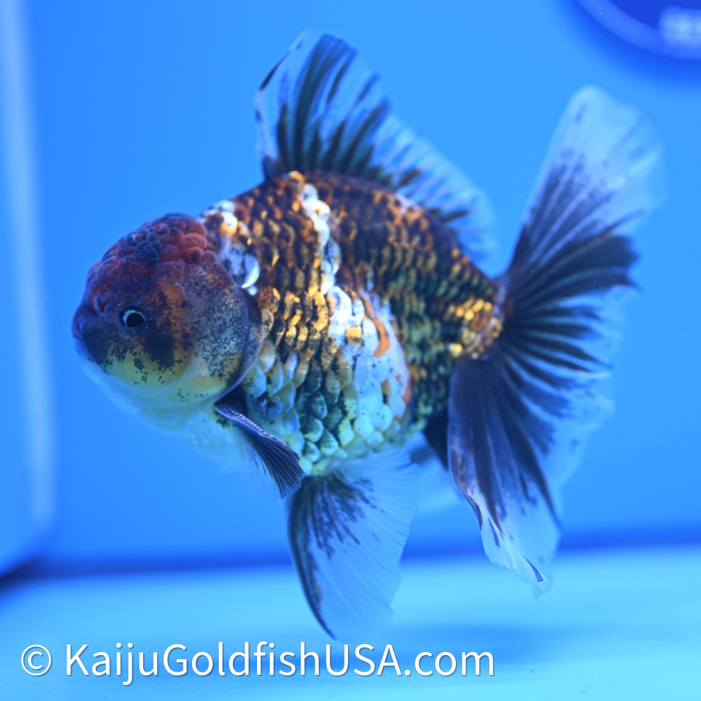 Kirin Rose Tail Oranda 4in Body (240628_OR08) - Kaiju Goldfish USA