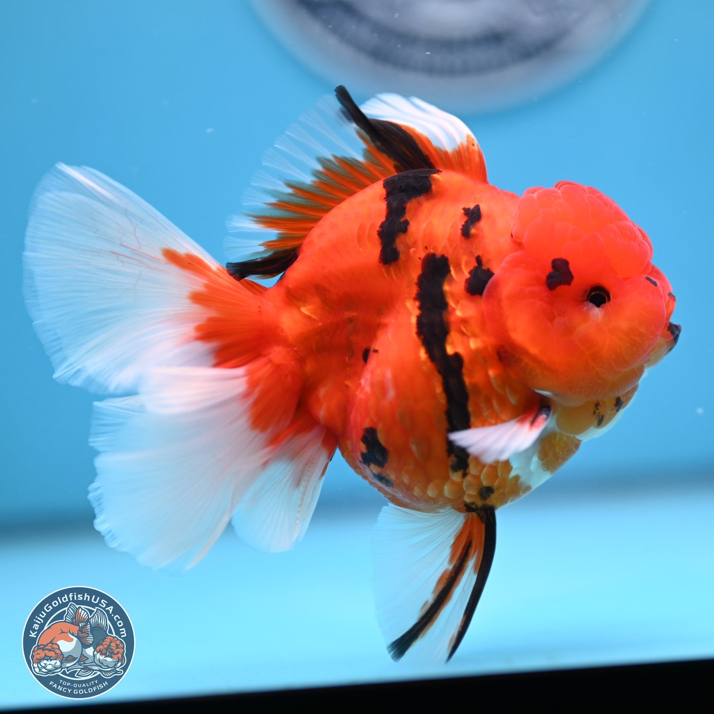 Tiger Rose Tail Oranda 3.5 inches Body - Male (250307_OR08)