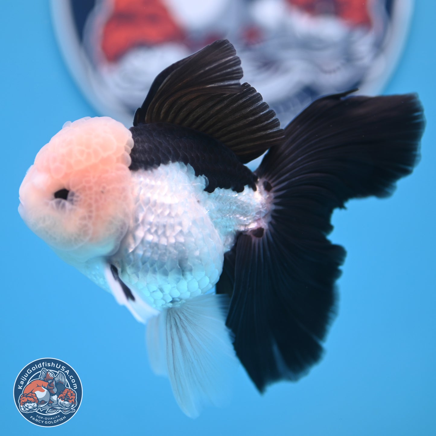 Panda Butterfly Tail Oranda 5.5 inches (241018_OR08) - Kaiju Goldfish USA