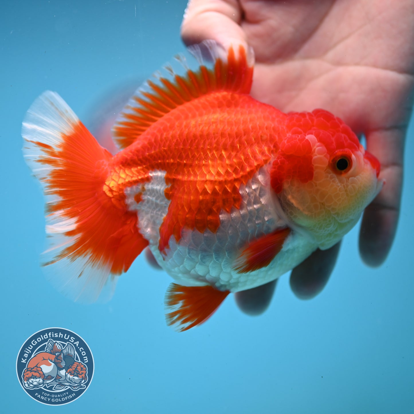 Red White Oranda 4 inch Body (250919_OR08)