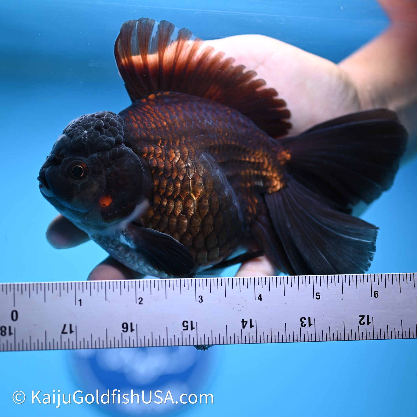 Black Rose Tail Oranda 4.5in Body (240621_OR08) - Kaiju Goldfish USA