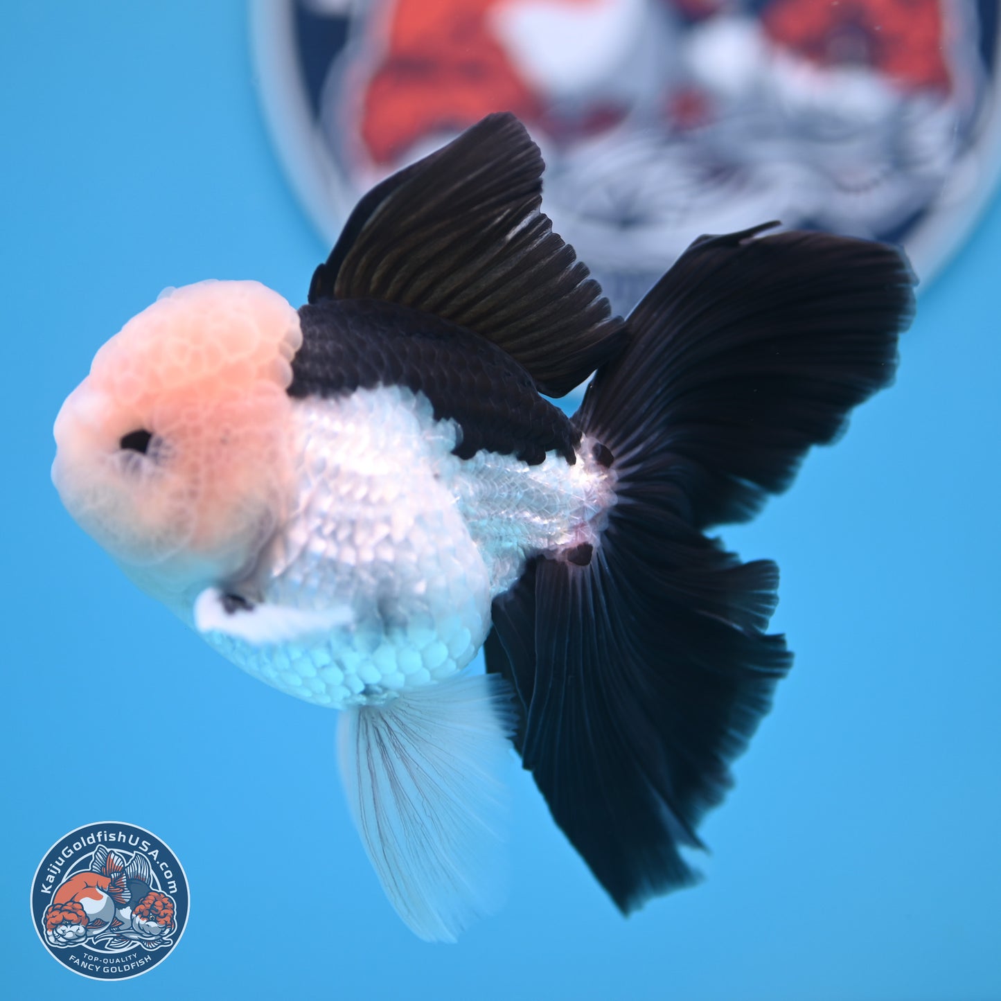 Panda Butterfly Tail Oranda 5.5 inches (241018_OR08) - Kaiju Goldfish USA