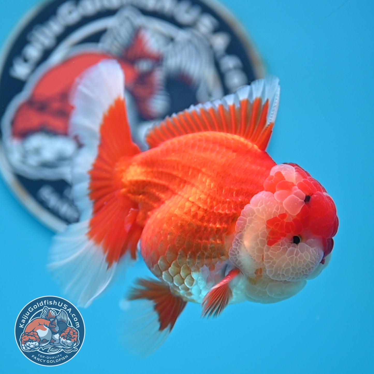 Red White Rose Tail Oranda 3.5 inches Body (250523_OR08)