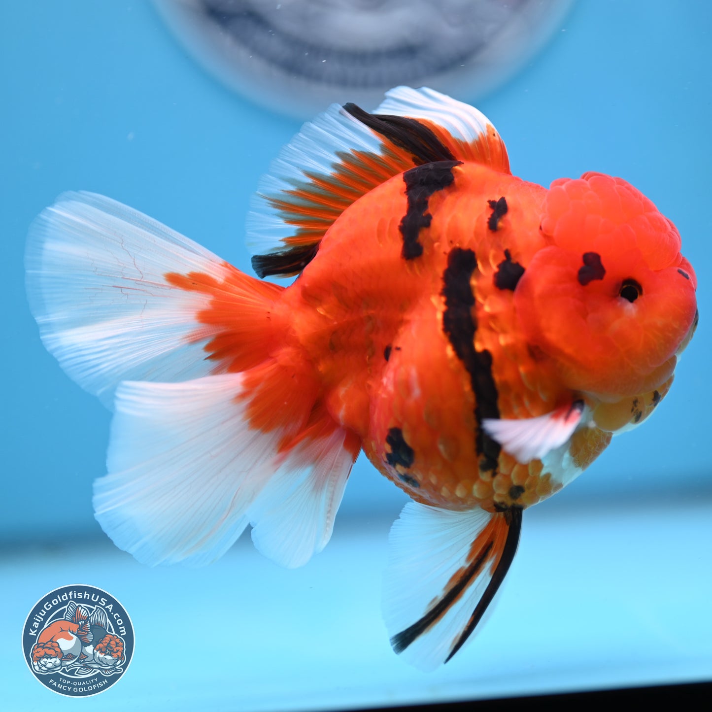 Tiger Rose Tail Oranda 3.5 inches Body - Male (250307_OR08)