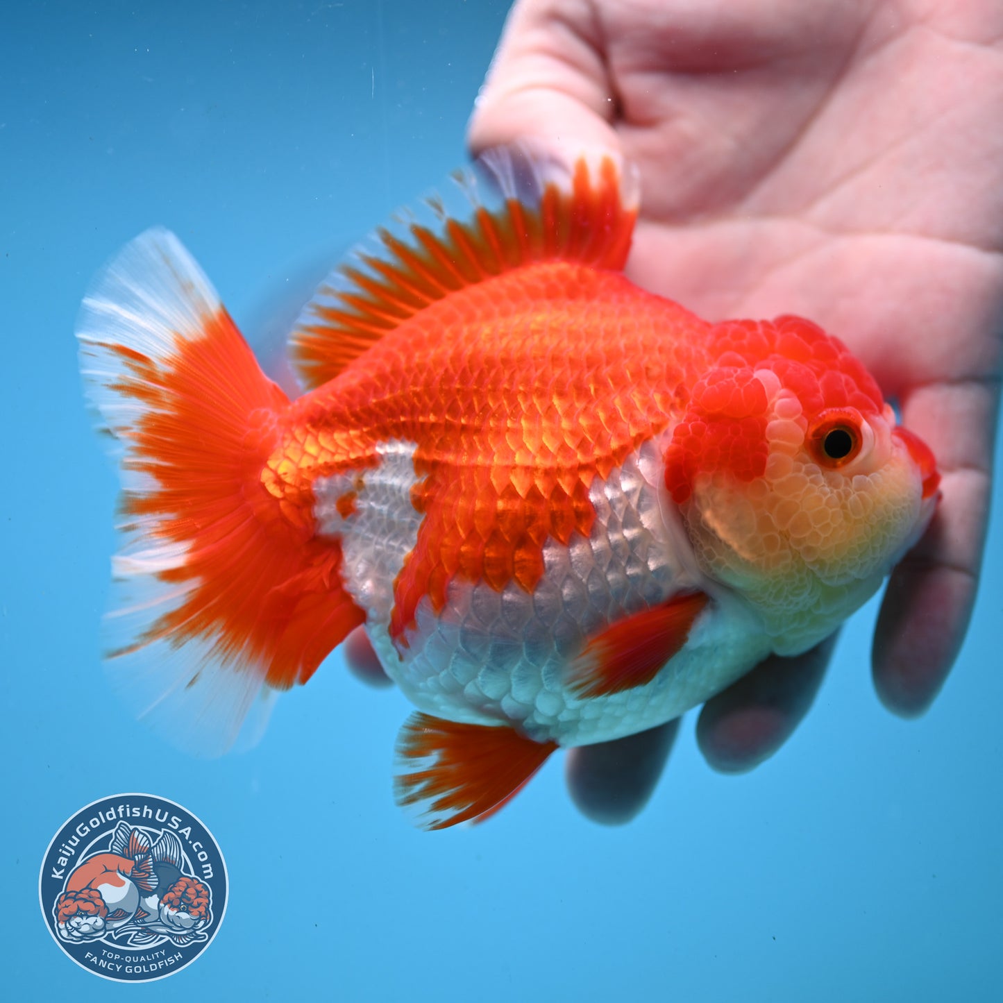 Red White Oranda 4 inch Body (250919_OR08)