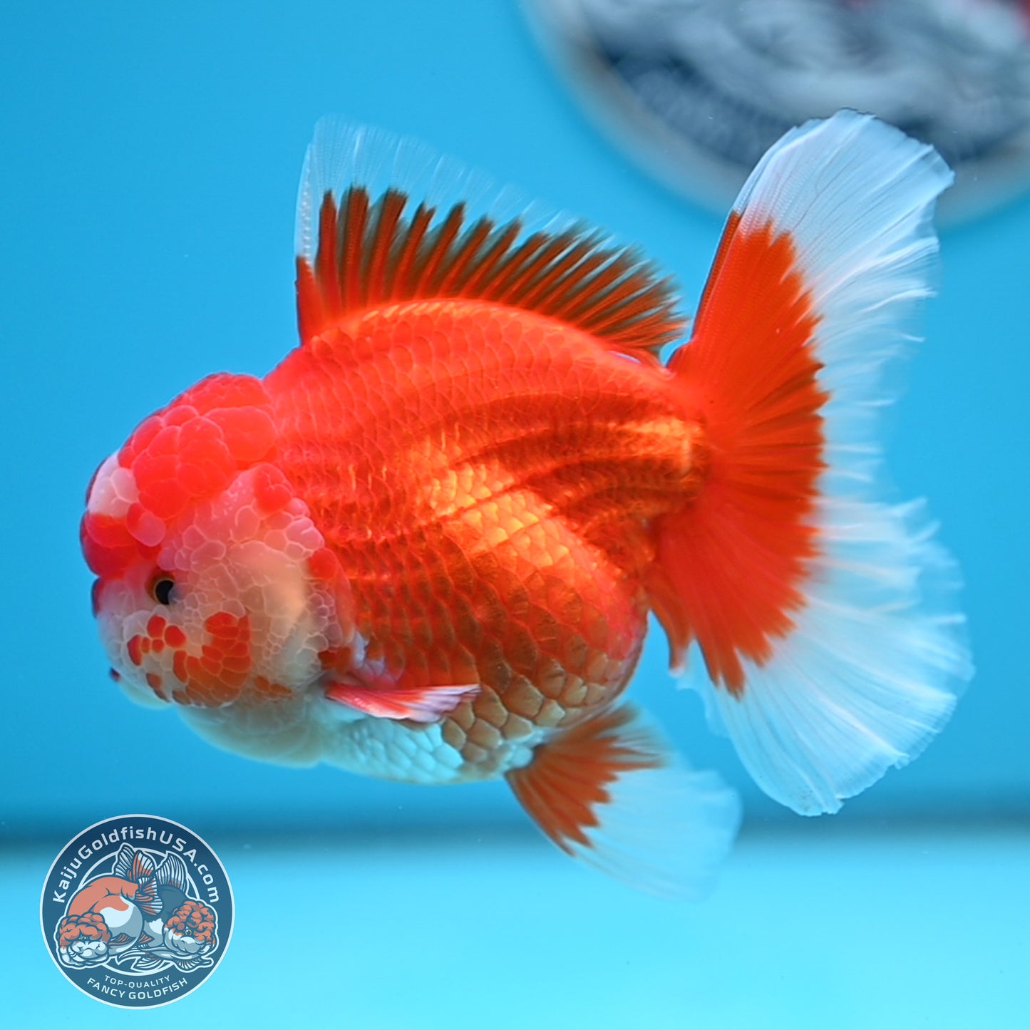 Red White Rose Tail Oranda 3.5 inches Body (250523_OR08)