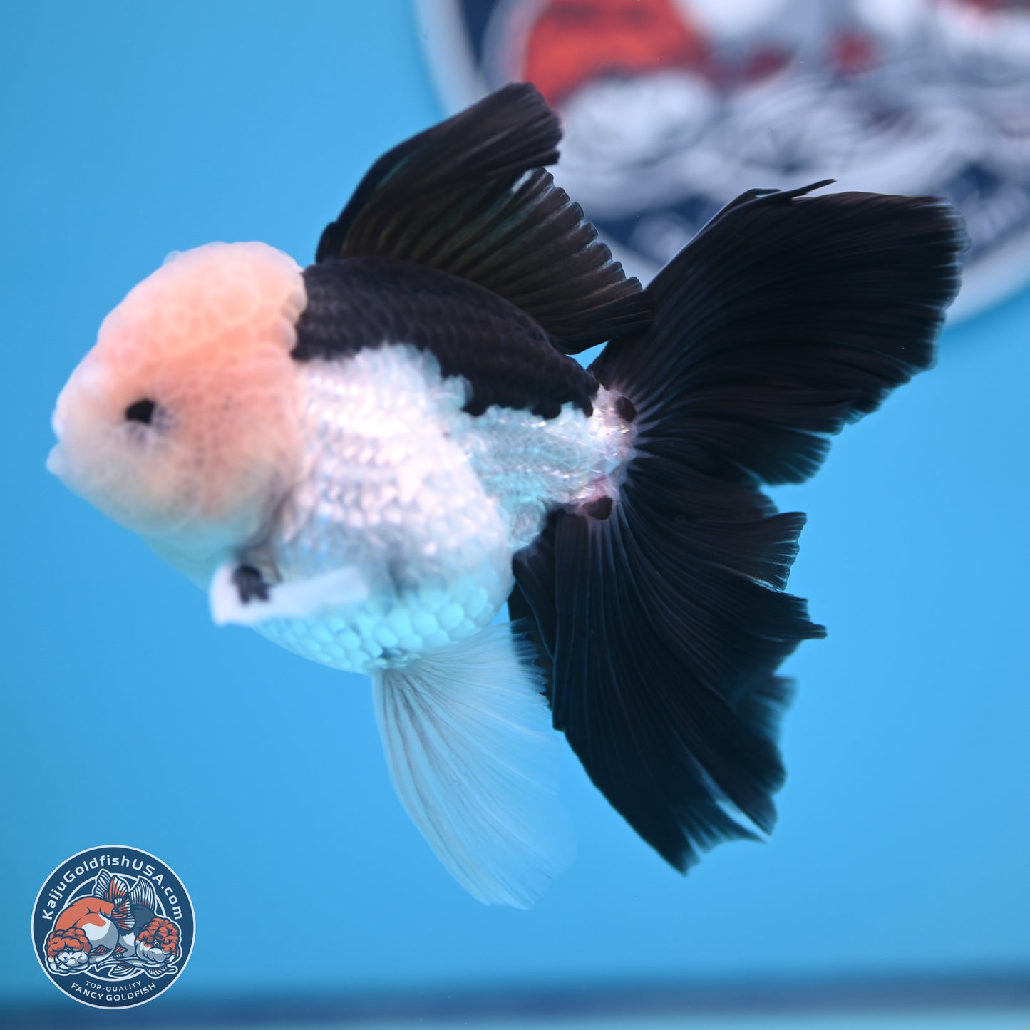 Panda Butterfly Tail Oranda 5.5 inches (241018_OR08) - Kaiju Goldfish USA