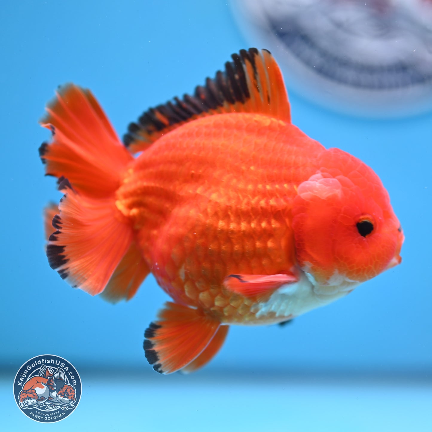 Apache YuanBao Oranda 3.5 inches Body - Male (250228_OR08)